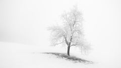 Panorama di un albero innevato in bianco e nero, fotografia minimalista di un paesaggio invernale