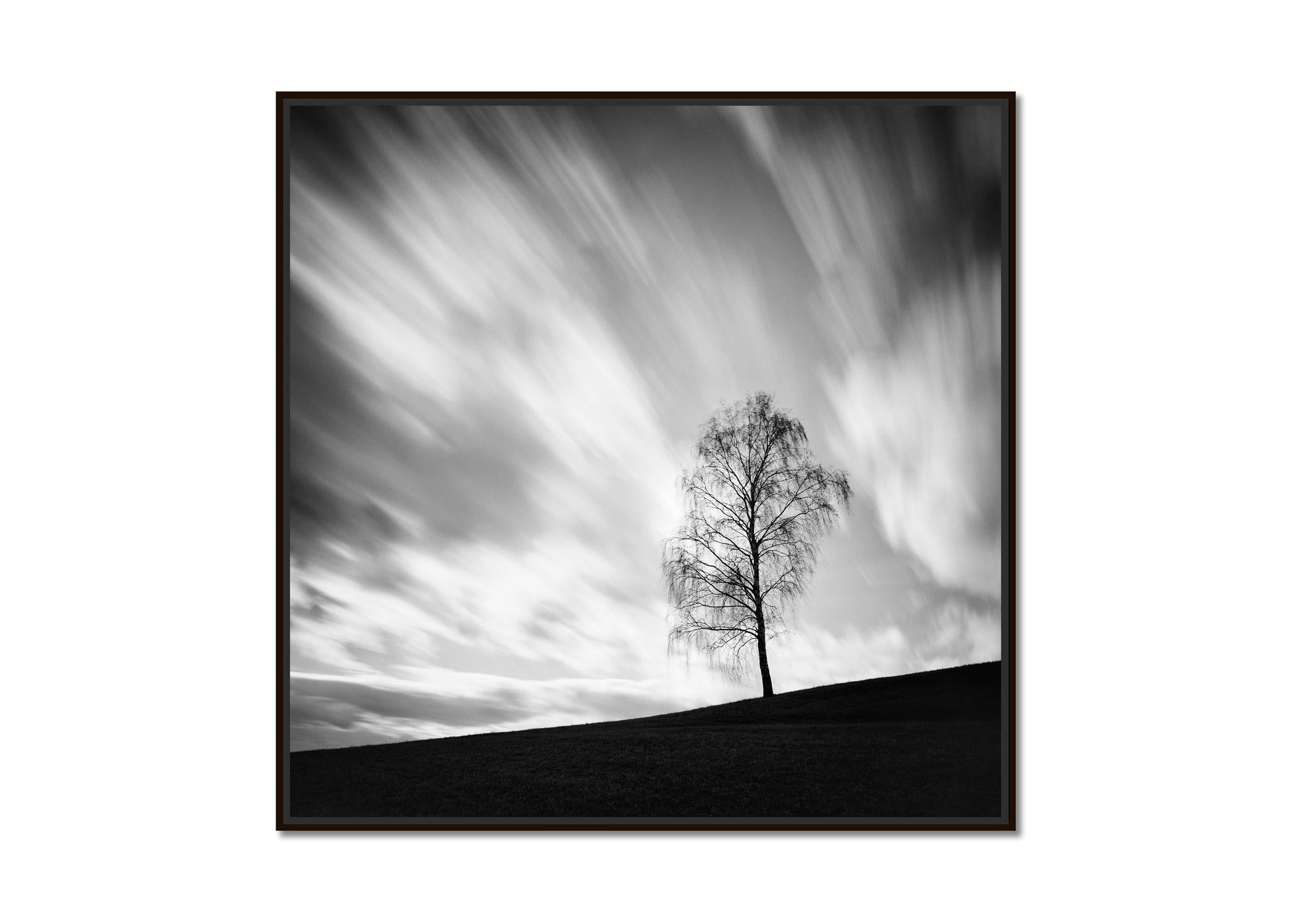 Black Birch, Austria, contemporary art black and white photography, landscape - Photograph by Gerald Berghammer