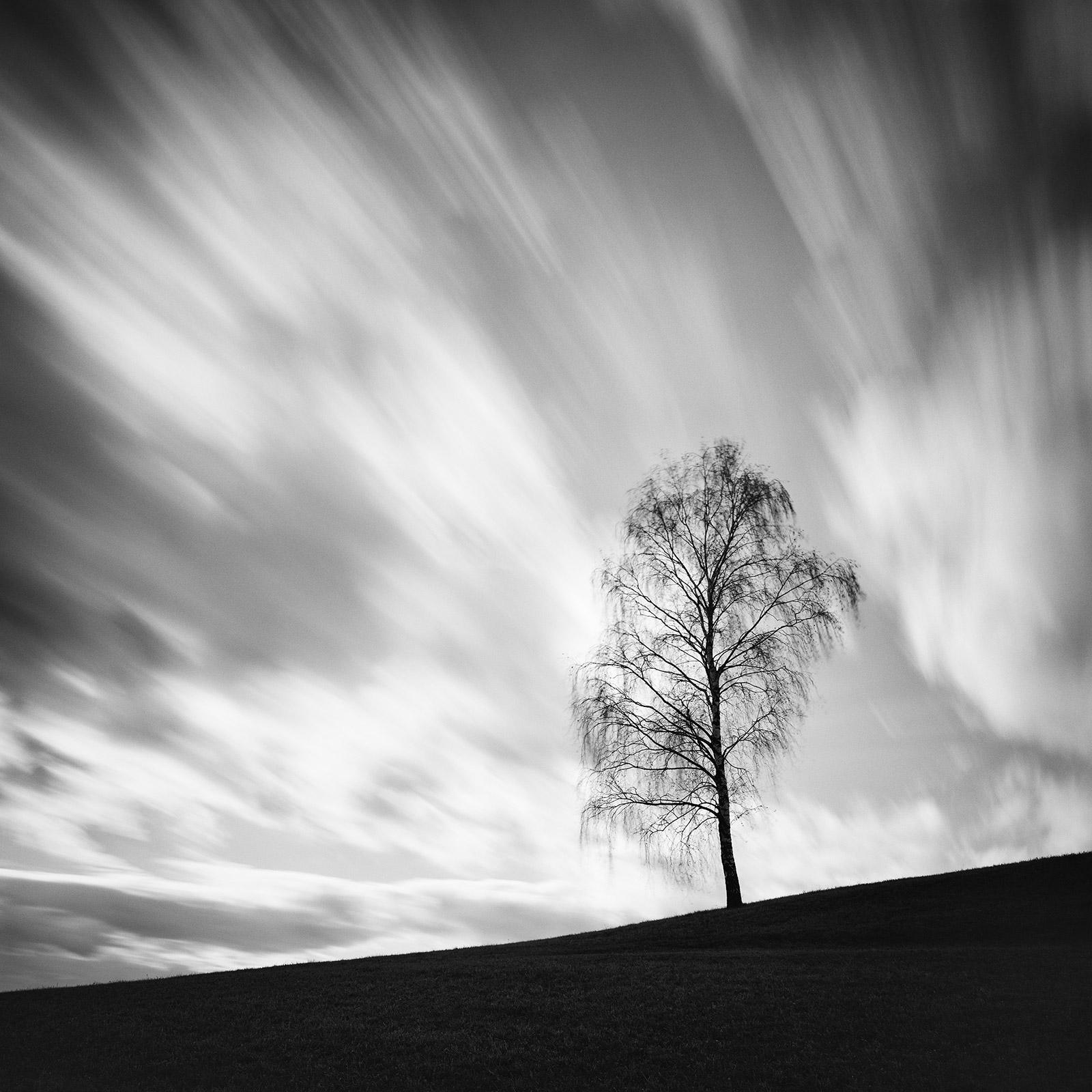 Gerald Berghammer Black and White Photograph - Black Birch, Austria, contemporary art black and white photography, landscape