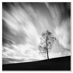 Black Birch, fotografia in bianco e nero, paesaggio, edizione limitata