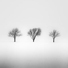 Black & White Winter Landscape Photography — Three Trees in Snowy Field, Limited