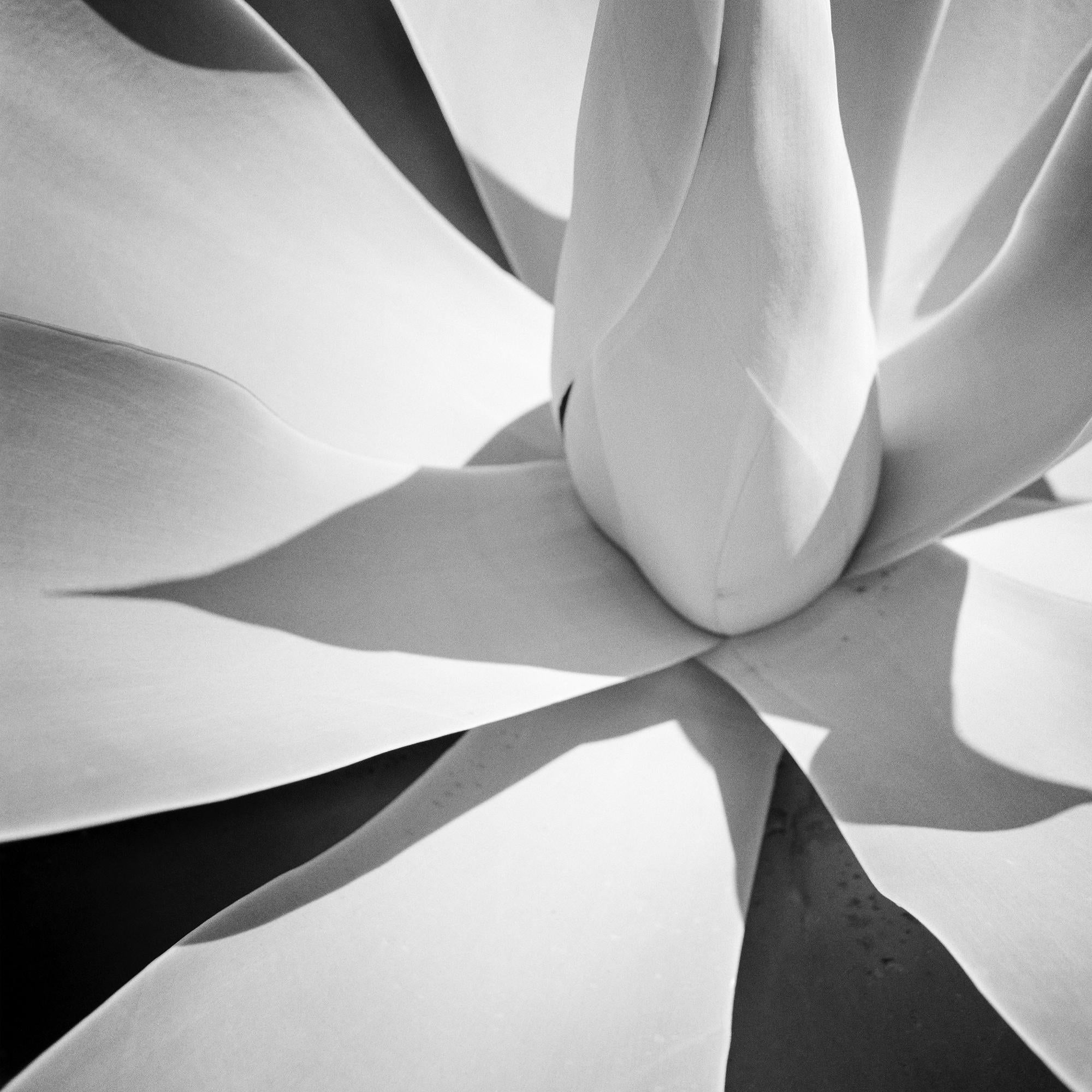 Agave bleu, Arizona, USA, détail d'une plante, photographie de paysage minimaliste en vente 5