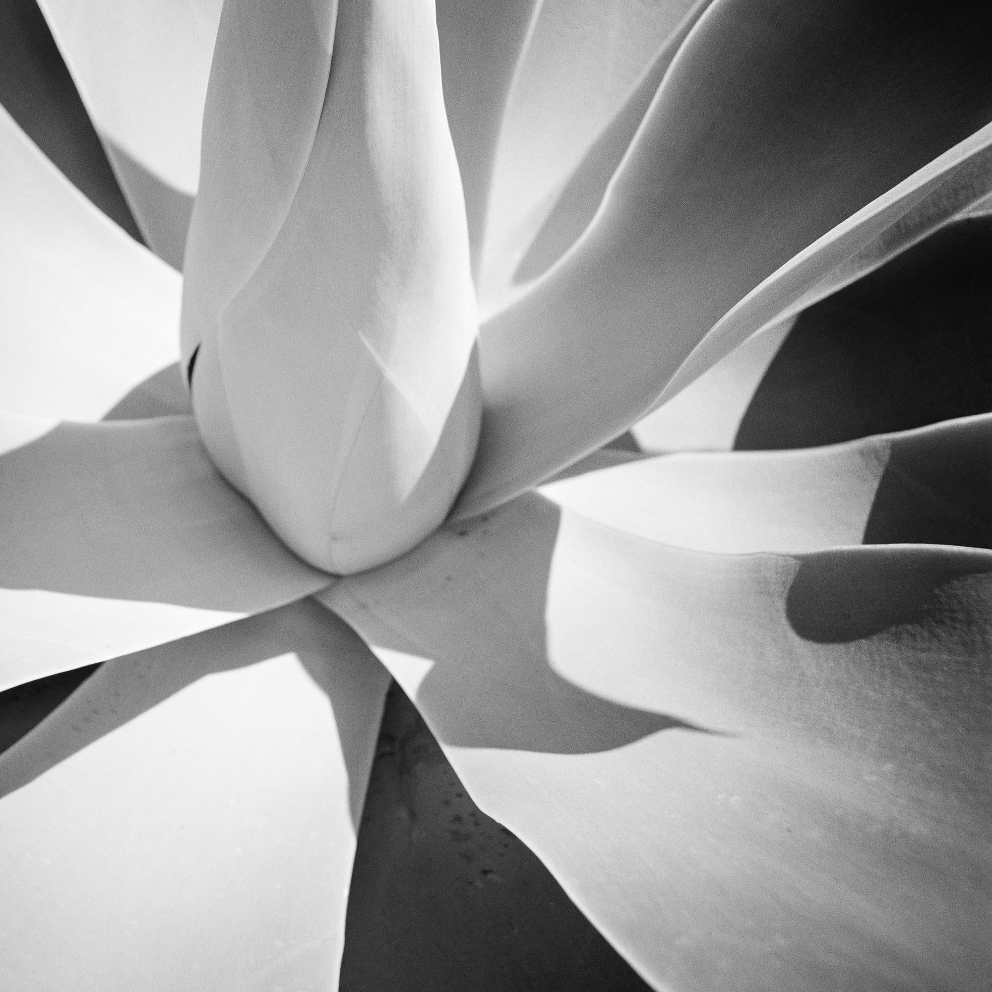 Agave bleu, Arizona, USA, détail d'une plante, photographie de paysage minimaliste en vente 6