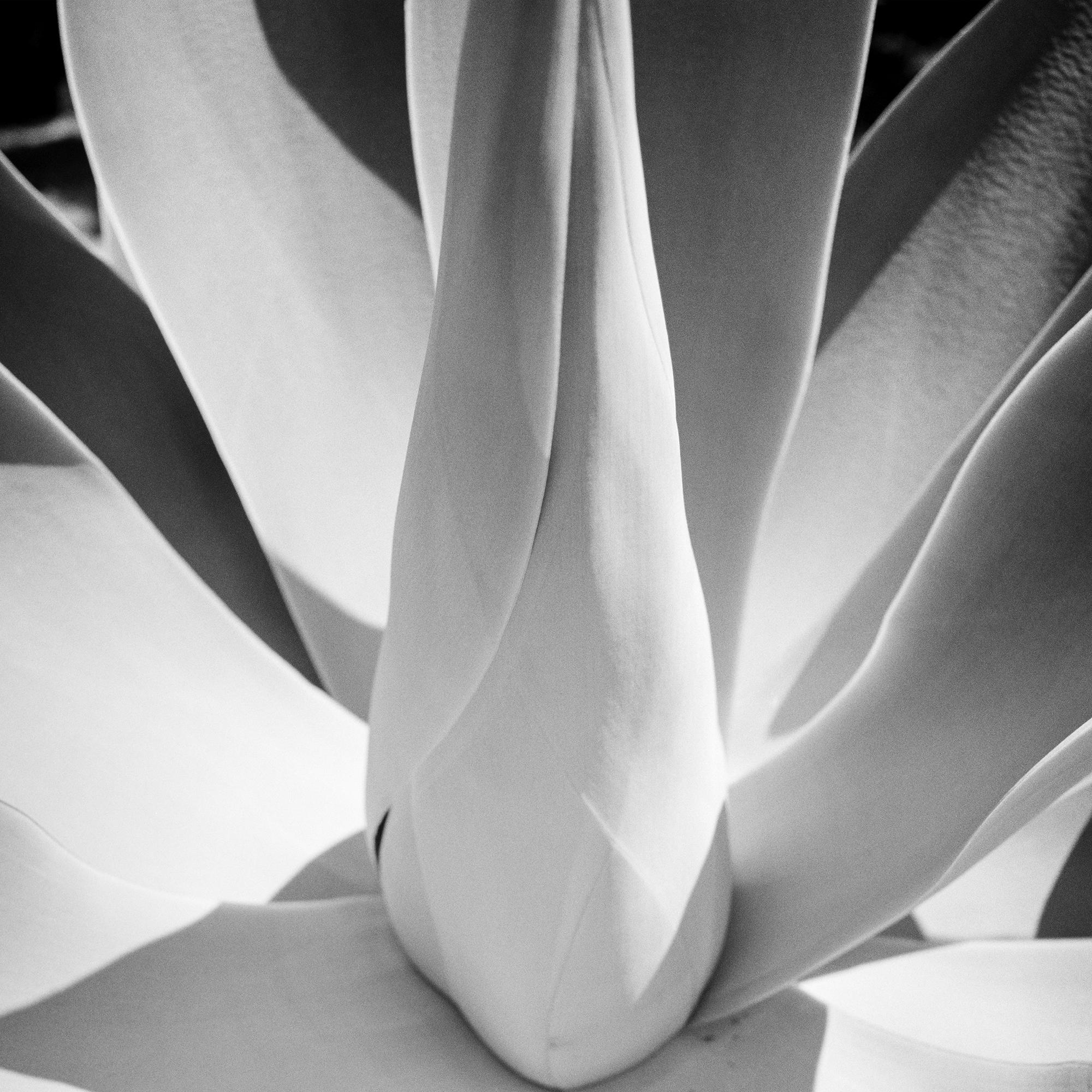 Agave bleu, Arizona, USA, détail d'une plante, photographie de paysage minimaliste en vente 7