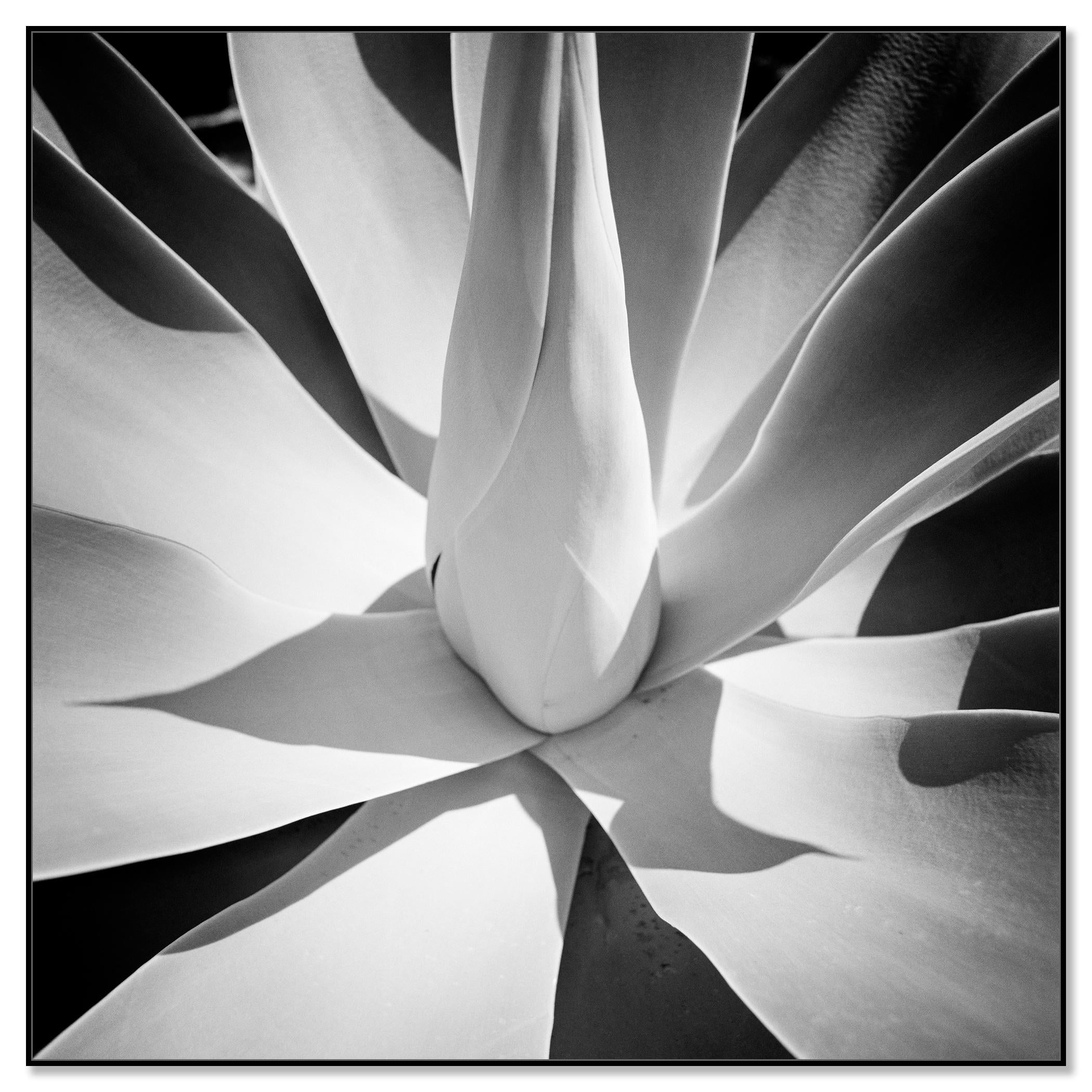 Agave bleu, Arizona, USA, détail d'une plante, photographie de paysage minimaliste - Contemporain Photograph par Gerald Berghammer