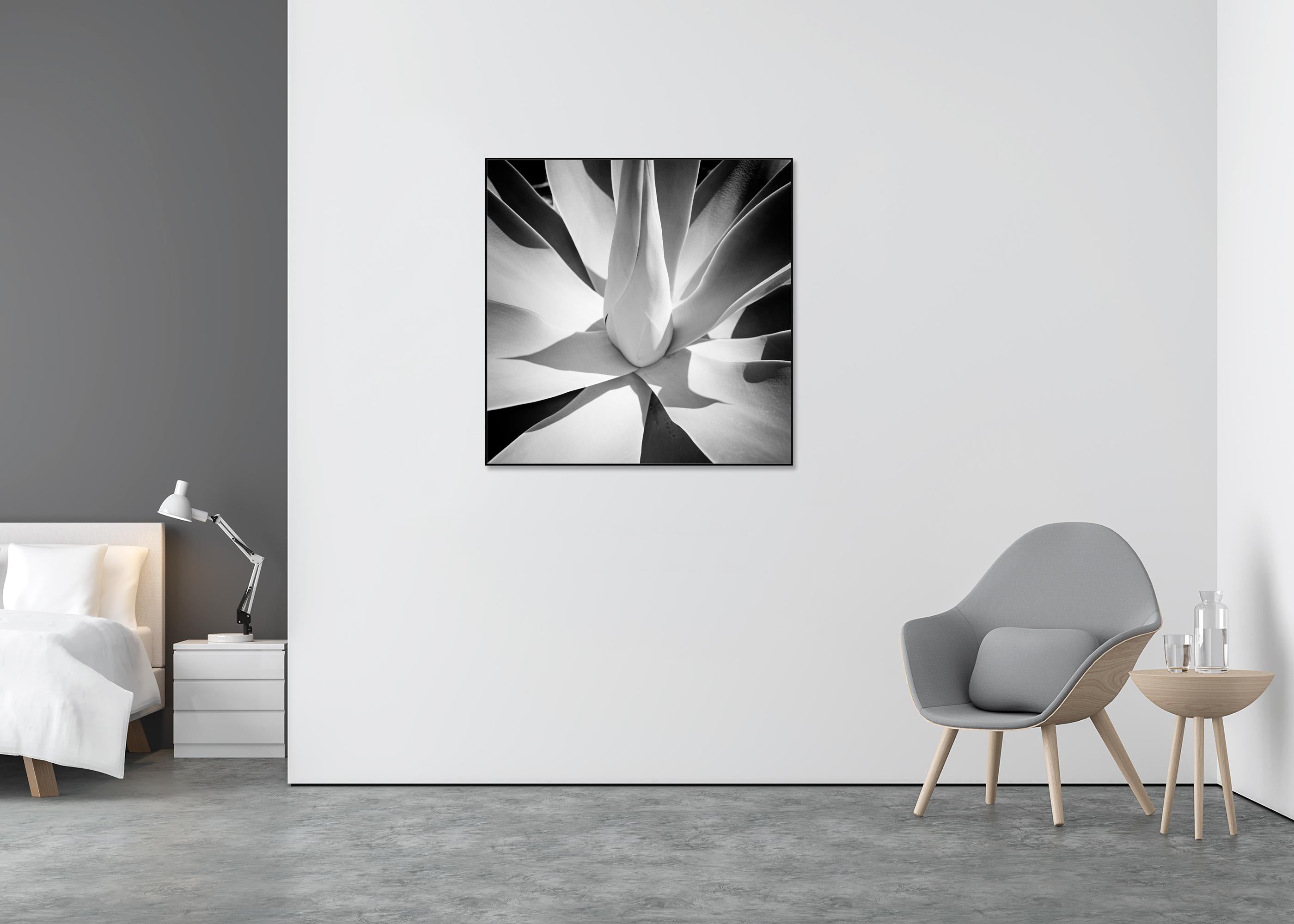 Agave bleu, Arizona, USA, détail d'une plante, photographie de paysage minimaliste - Gris Landscape Photograph par Gerald Berghammer
