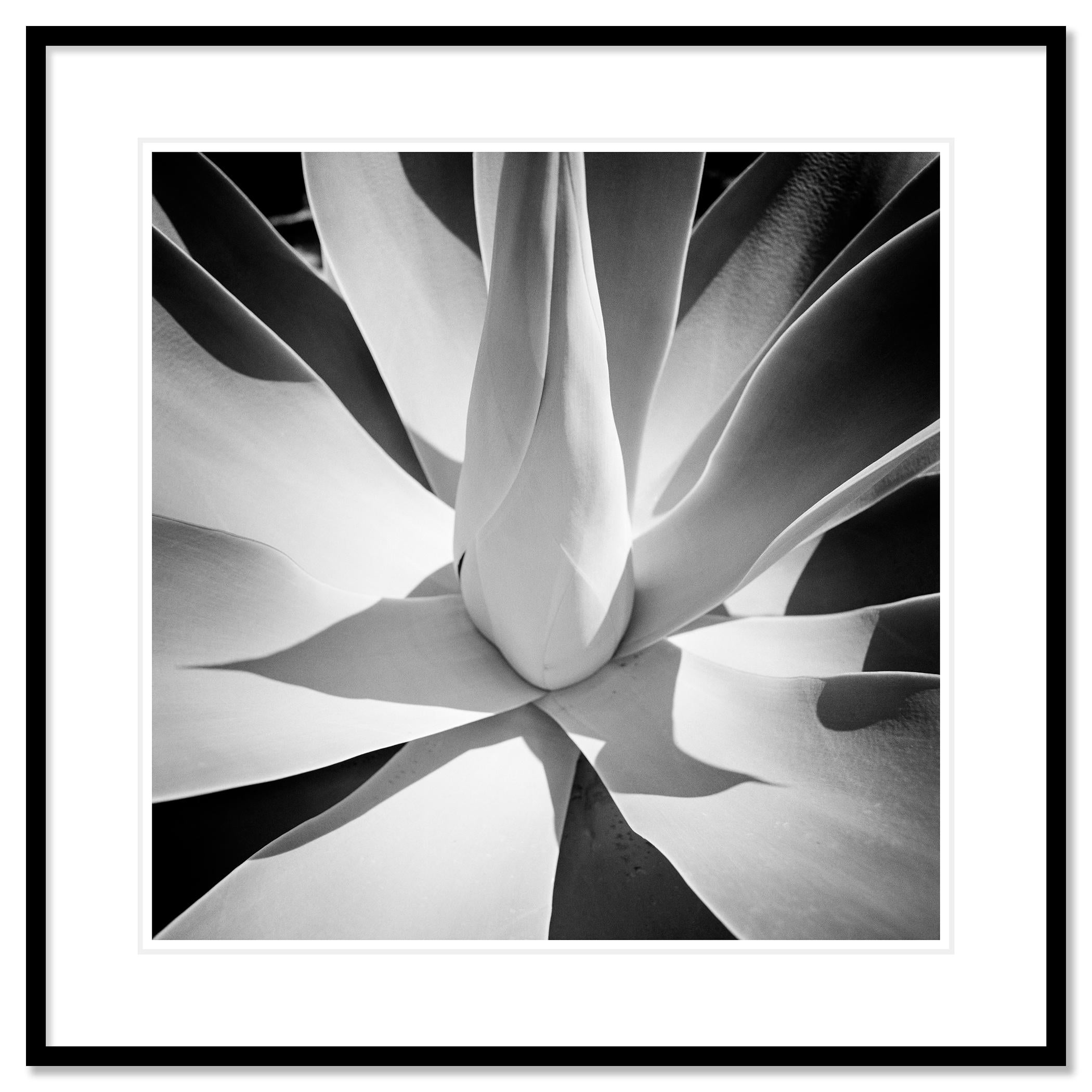 Agave bleu, Arizona, USA, détail d'une plante, photographie de paysage minimaliste en vente 1