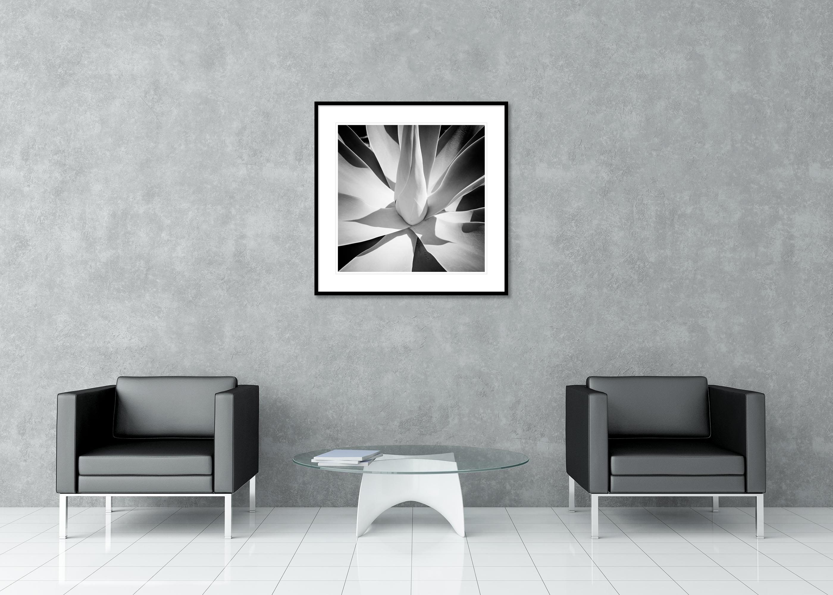 Agave bleu, Arizona, USA, détail d'une plante, photographie de paysage minimaliste en vente 2
