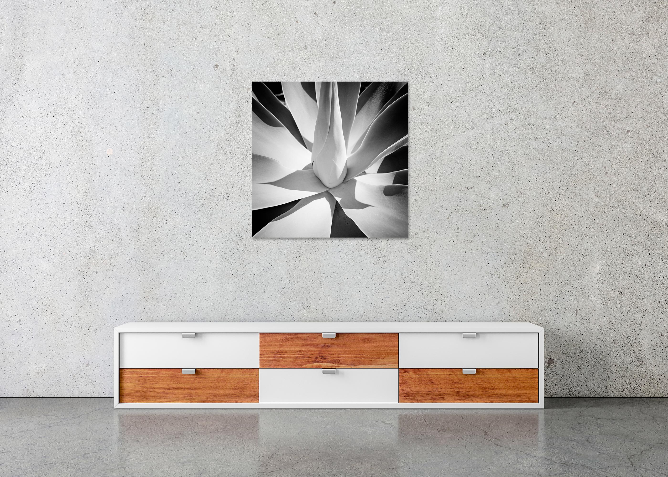 Agave bleu, Arizona, USA, détail d'une plante, photographie de paysage minimaliste en vente 4