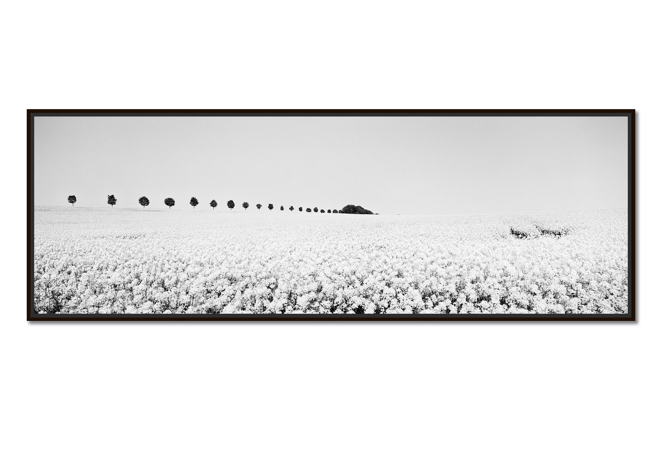 Brassica, panorama Napus, rangée d'arbres, France, photographie de paysage en noir et blanc - Photograph de Gerald Berghammer