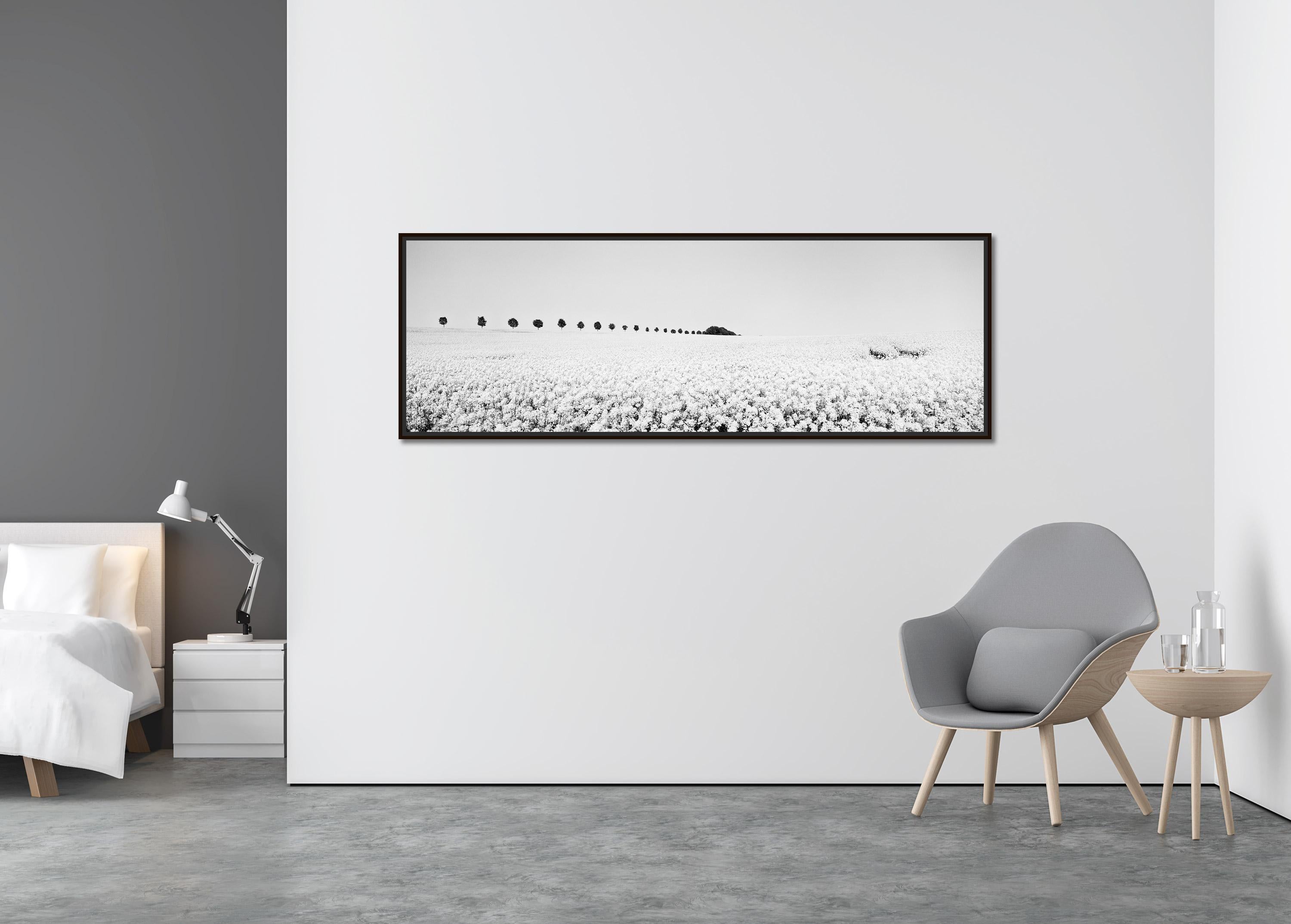 Brassica, panorama Napus, rangée d'arbres, France, photographie de paysage en noir et blanc - Contemporain Photograph par Gerald Berghammer