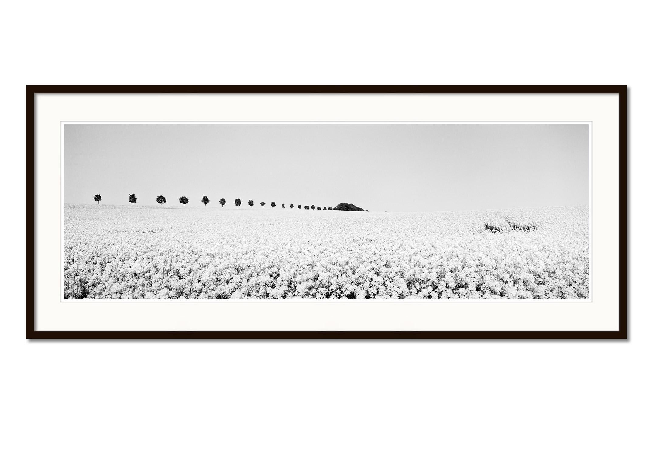 Brassica, panorama Napus, rangée d'arbres, France, photographie de paysage en noir et blanc - Gris Landscape Photograph par Gerald Berghammer