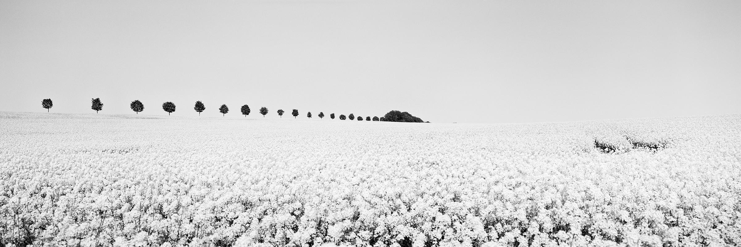 Panorama di Brassica Napus, filari di alberi, Francia, fotografia di paesaggio in bianco e nero