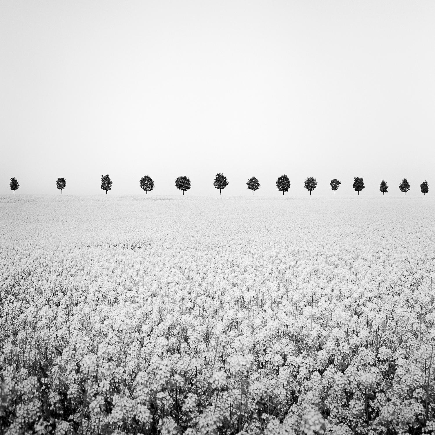 Brassica Napus, row of Trees, France, black & white fine art photography, framed - Photograph by Gerald Berghammer