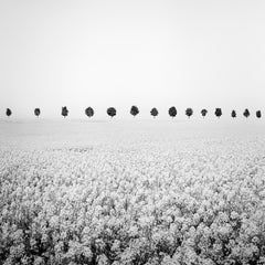 Brassica Napus, row of Trees, France, black & white fine art photography, framed