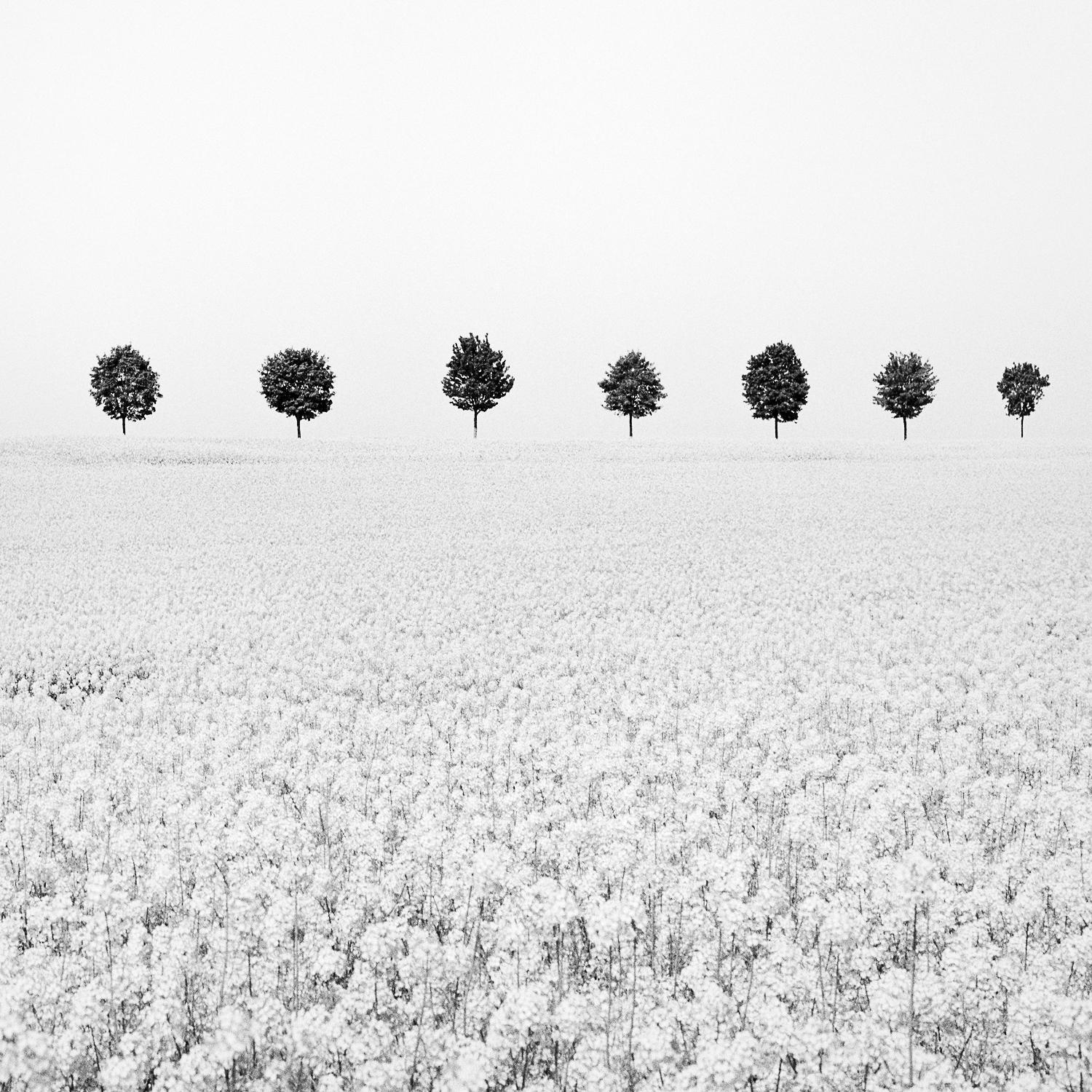 Brassica Napus, row of Trees, France, black & white fine art photography, framed - Contemporary Photograph by Gerald Berghammer