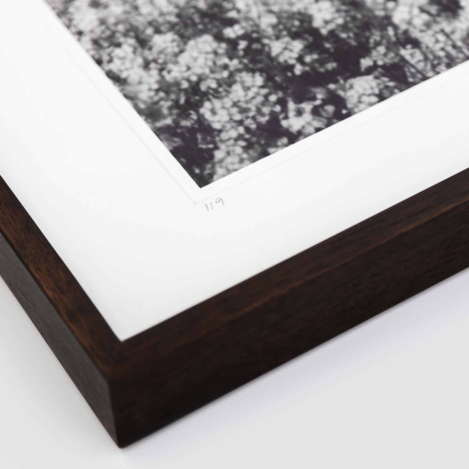 Brassica Napus, row of Trees, France, black & white fine art photography, framed For Sale 1