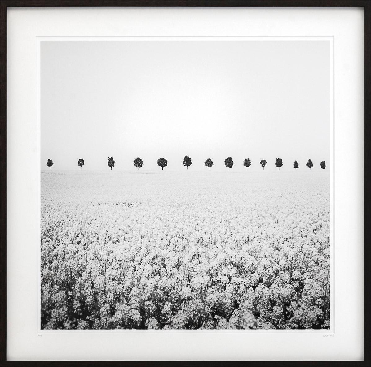 Gerald Berghammer Black and White Photograph - Brassica Napus, row of Trees, France, black & white fine art photography, framed