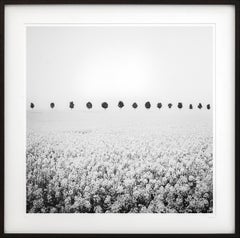 Brassica Napus, row of Trees, France, black & white fine art photography, framed