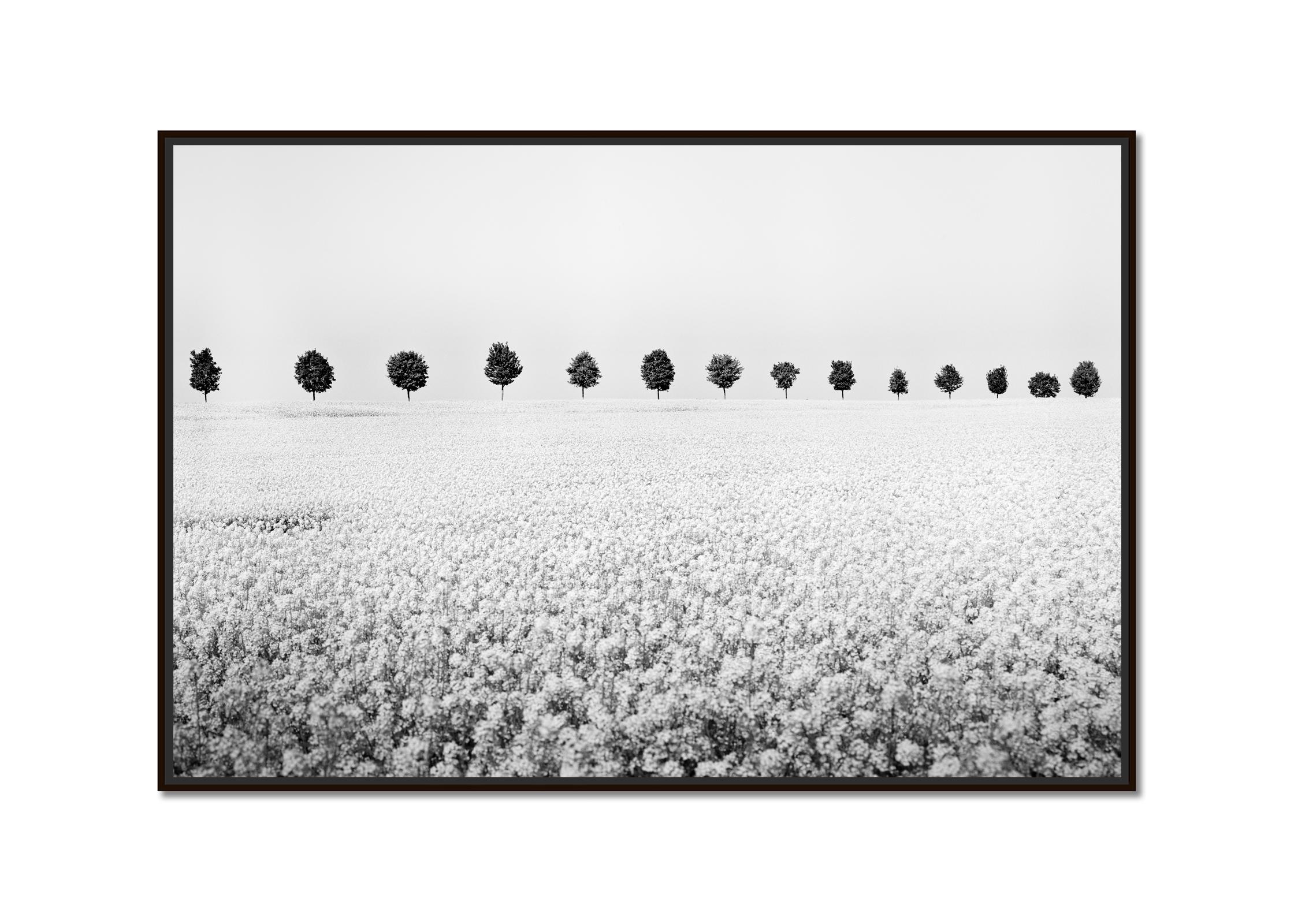 Brassica Napus row of trees black white minimalist landscape fineart photography - Photograph by Gerald Berghammer
