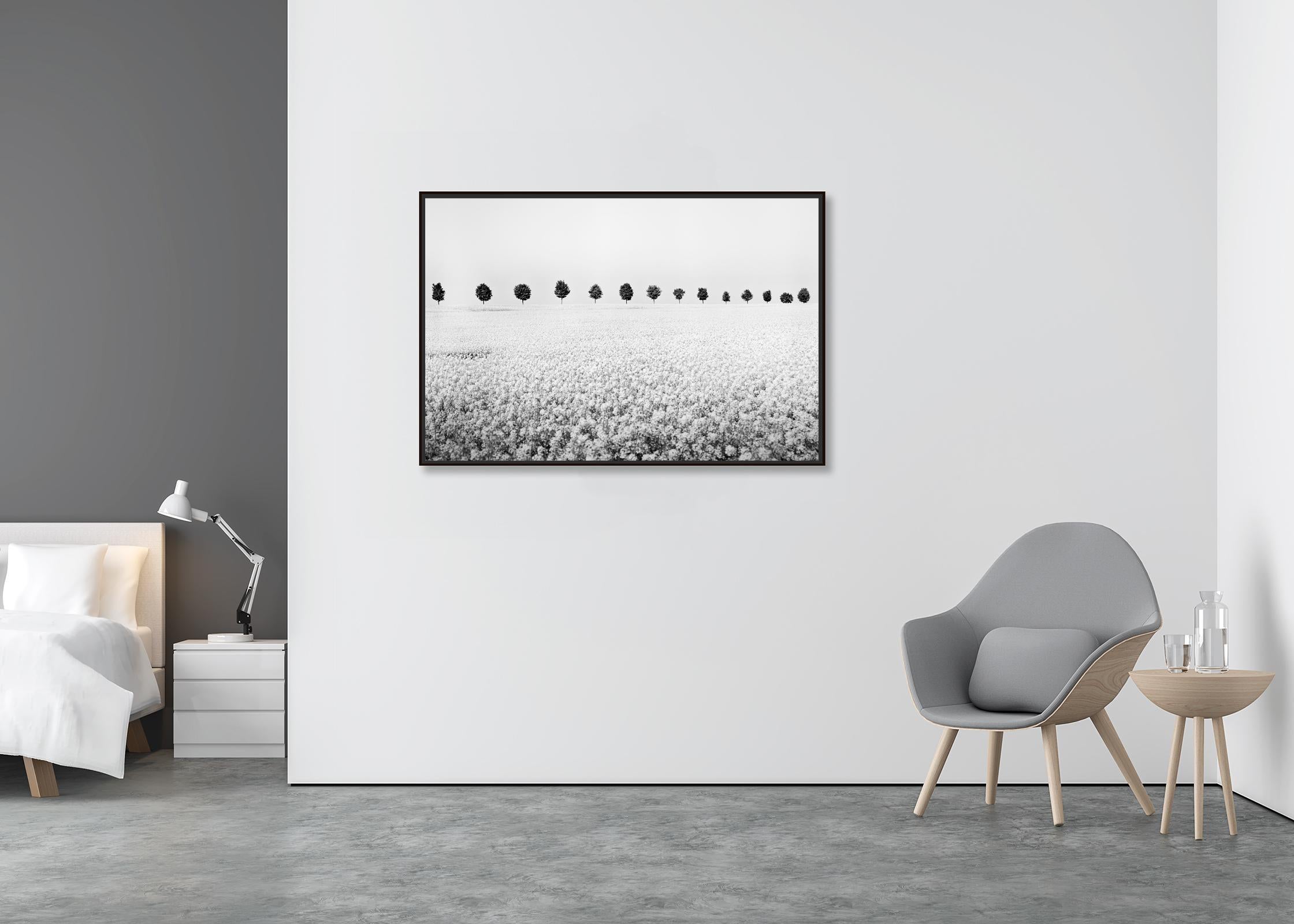 Brassica Napus row of trees black white minimalist landscape fineart photography - Minimalist Photograph by Gerald Berghammer