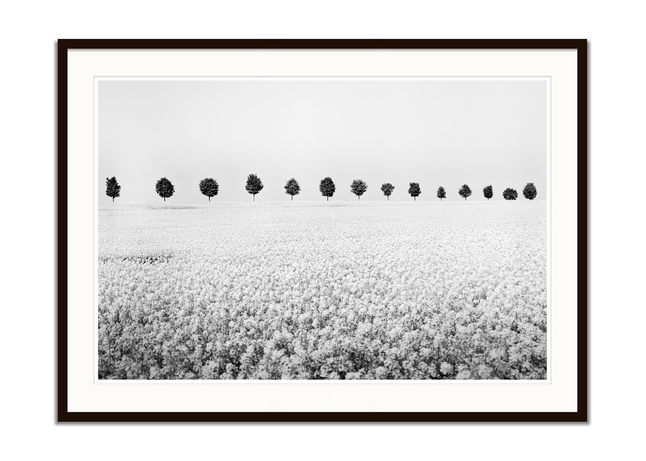 Brassica Napus row of trees black white minimalist landscape fineart photography - Gray Landscape Photograph by Gerald Berghammer