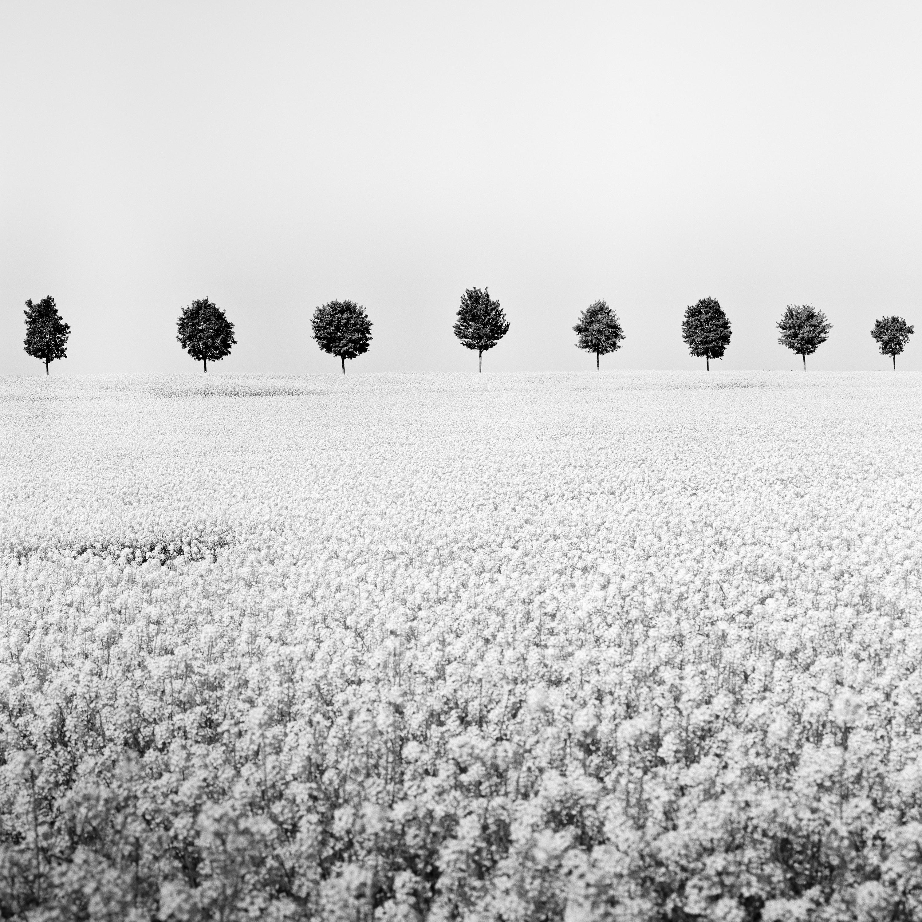 Brassica Napus row of trees black white minimalist landscape fineart photography For Sale 3