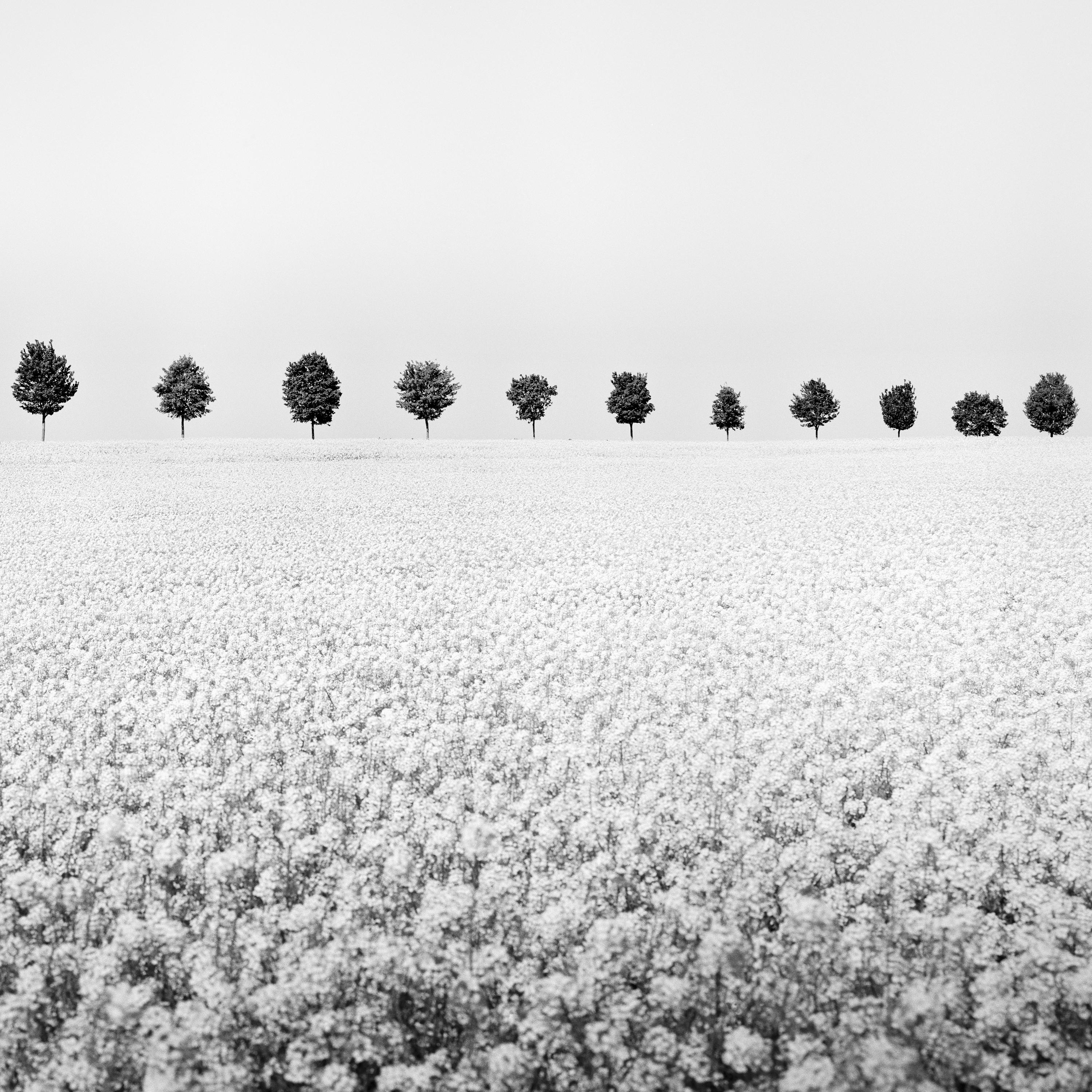 Brassica Napus row of trees black white minimalist landscape fineart photography For Sale 4