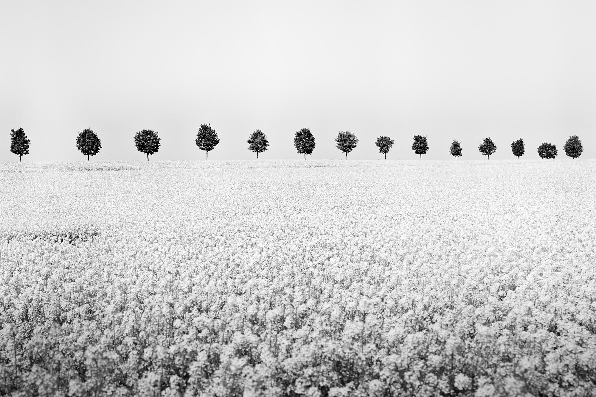 Gerald Berghammer Landscape Photograph - Brassica Napus row of trees black white minimalist landscape fineart photography