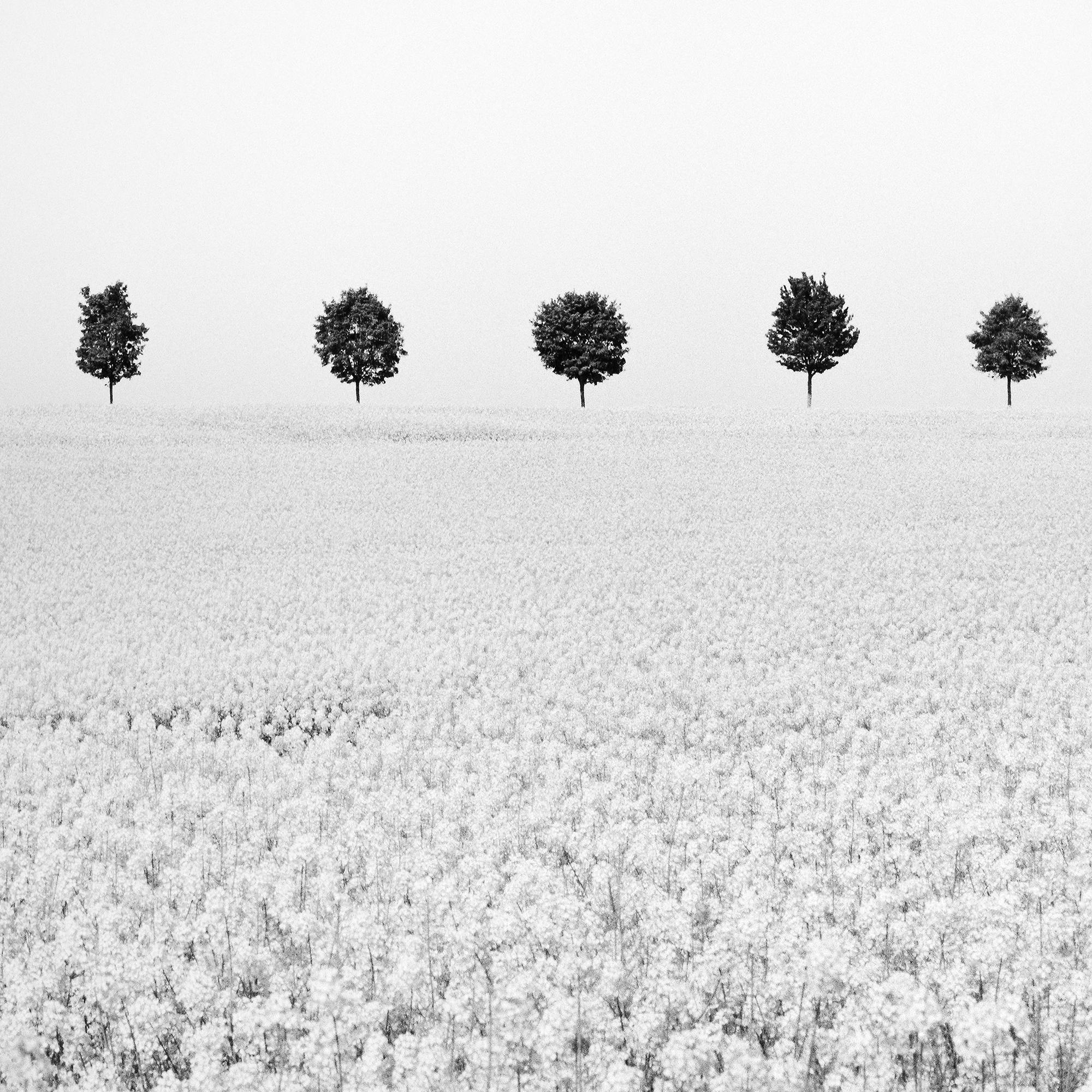 Brassica Napus, viale degli alberi, campo di colza, monocromo, fotografia limitata in vendita 5