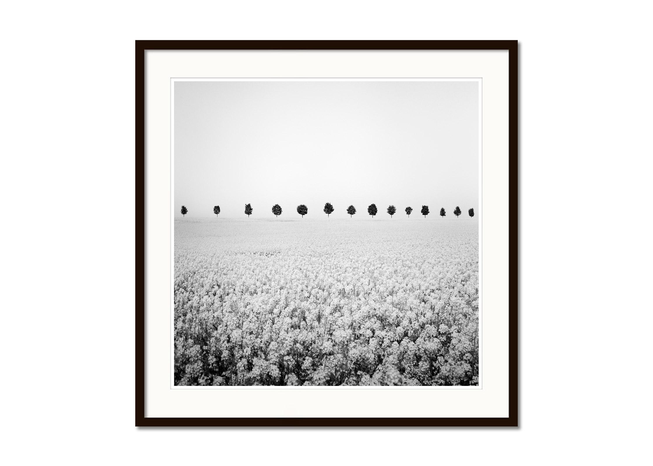 Black and white fine art landscape photography. Row of trees in the rapeseed field, France. Archival pigment ink print, edition of 9. Signed, titled, dated and numbered by artist. Certificate of authenticity included. Printed with 4cm white