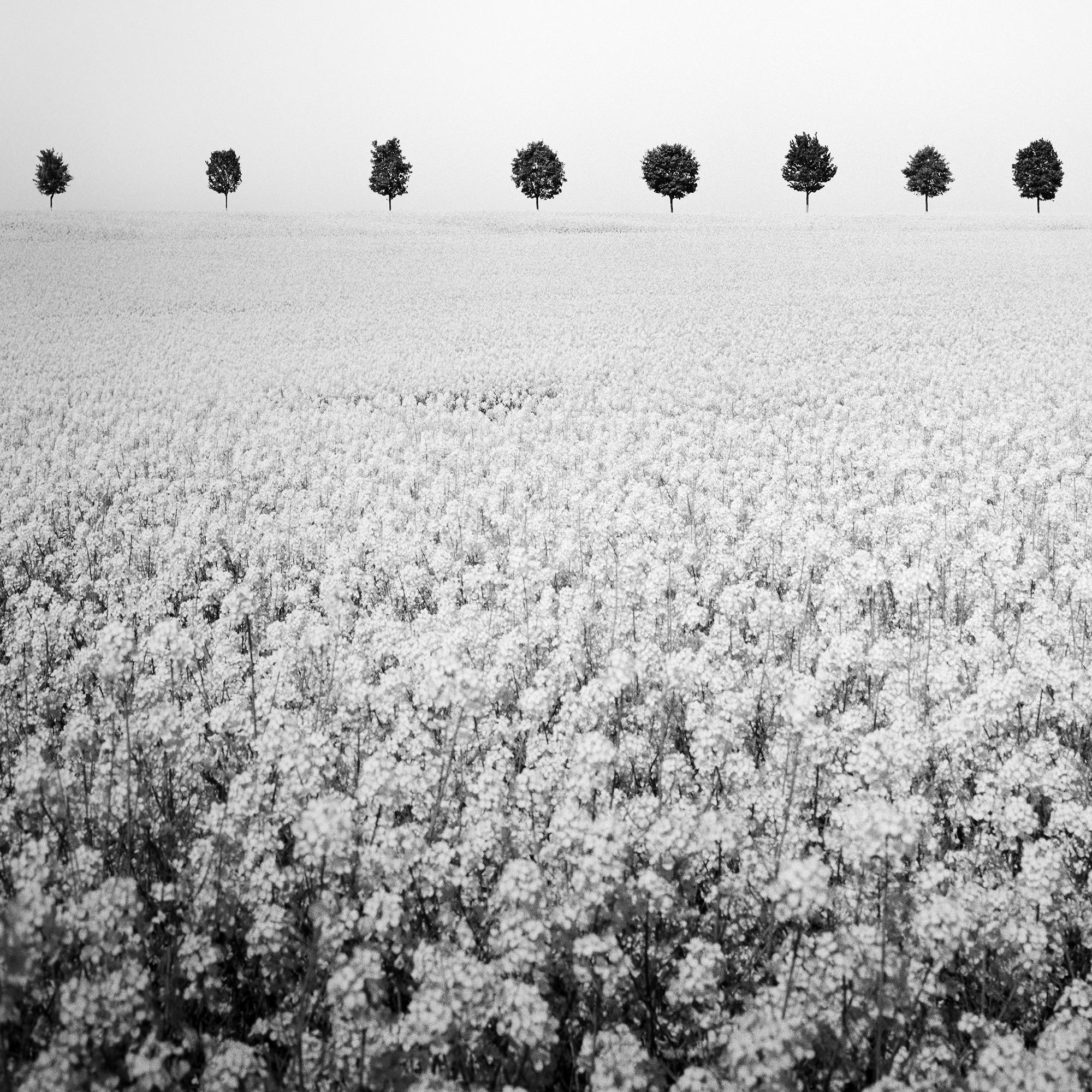 Brassica Napus, viale degli alberi, campo di colza, monocromo, fotografia limitata in vendita 3