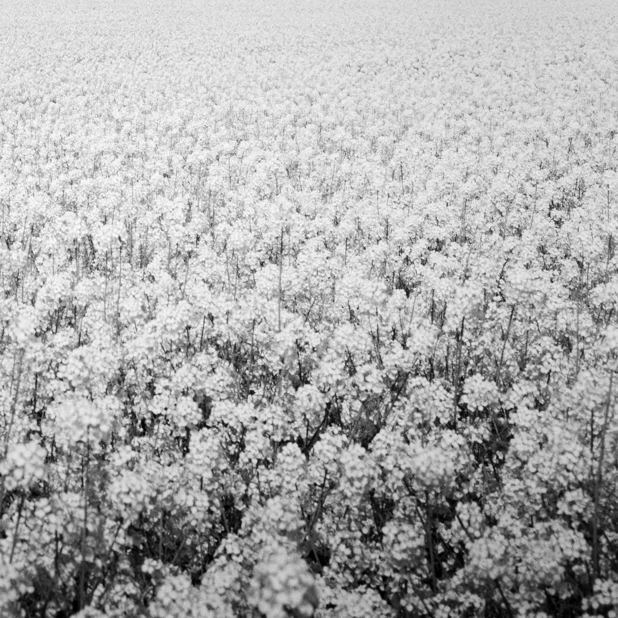 Brassica Napus, Tree Avenue, Rapeseed Field, black and white art photography For Sale 5