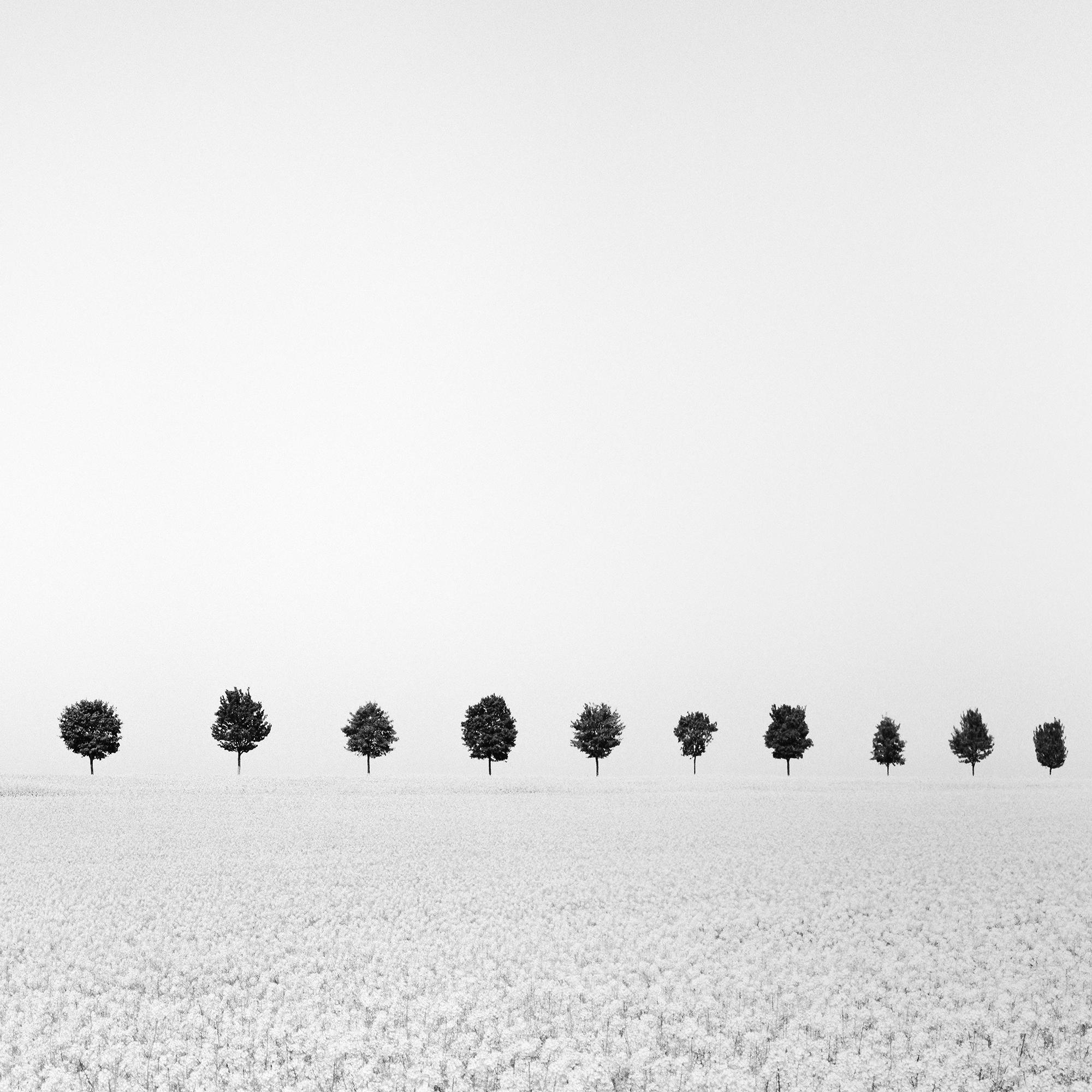 Brassica Napus, viale degli alberi, campo di colza, monocromo, fotografia limitata in vendita 4