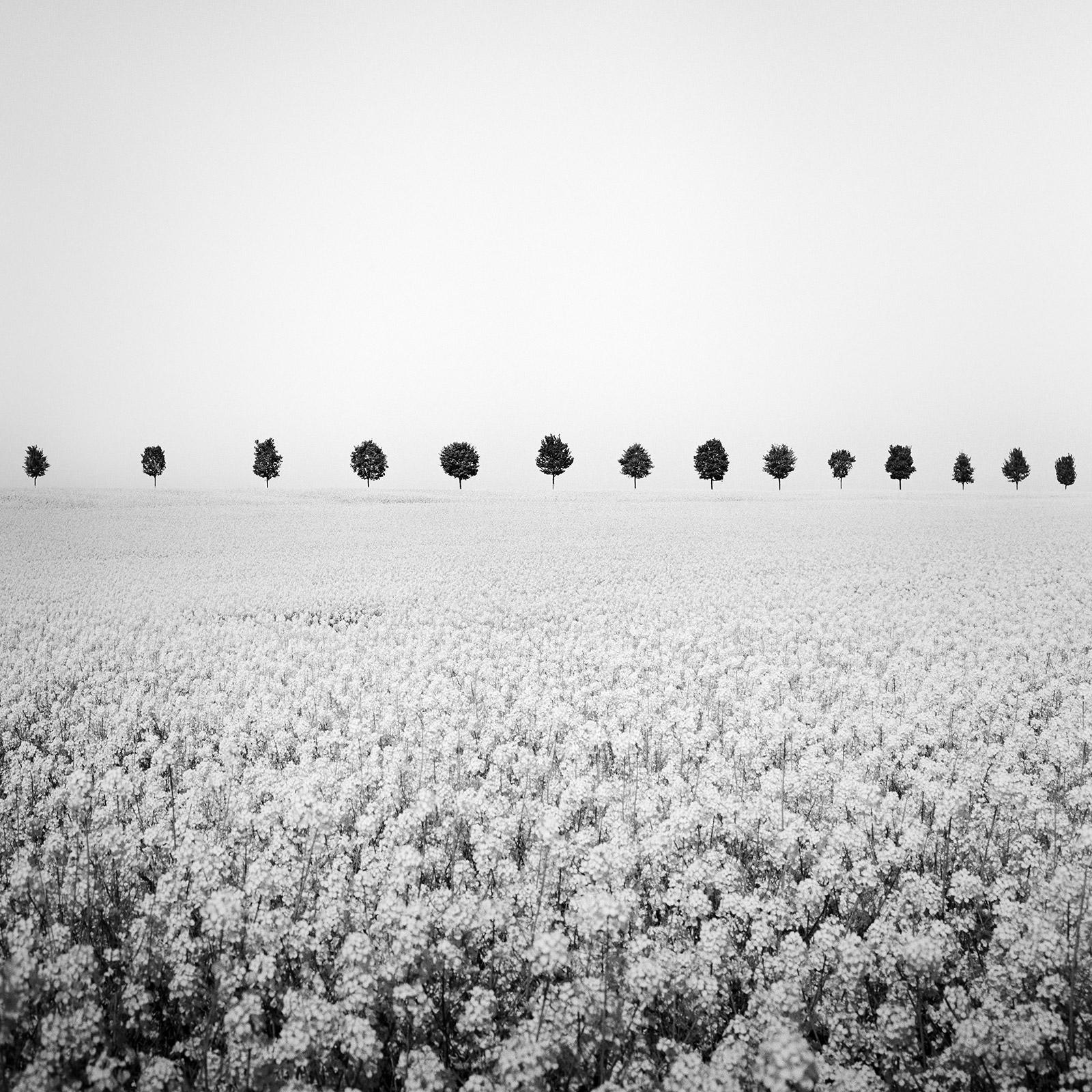 Gerald Berghammer Landscape Photograph - Brassica Napus, Tree Avenue, Rapeseed Field, black and white art photography
