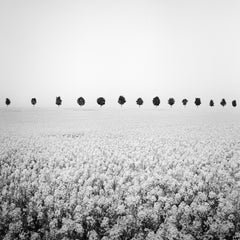 Brassica Napus, Tree Avenue, Rapeseed Field, black and white art photography