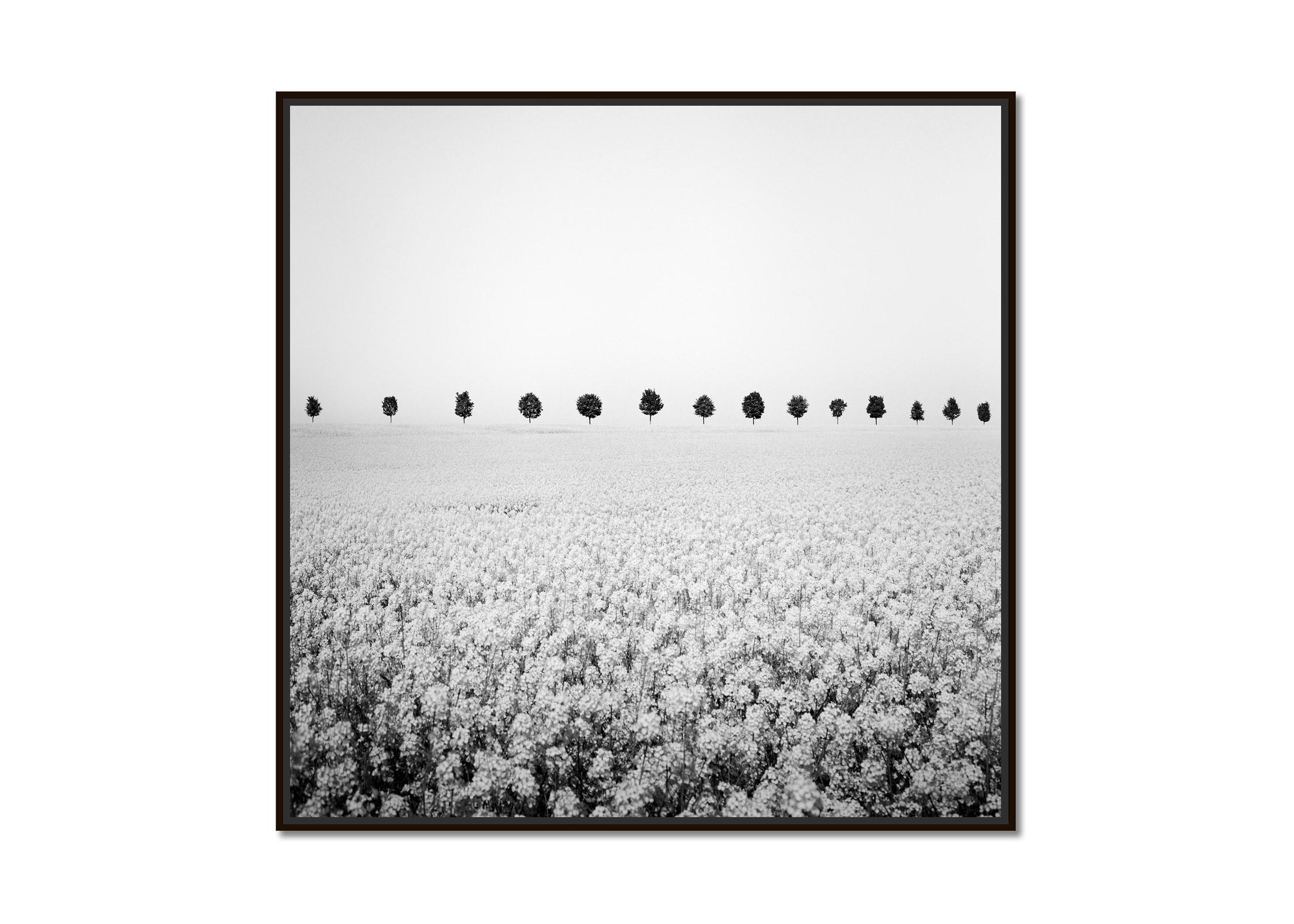 Brassica Napus, avenue des arbres, champ de colza, photographie d'art en noir et blanc - Photograph de Gerald Berghammer