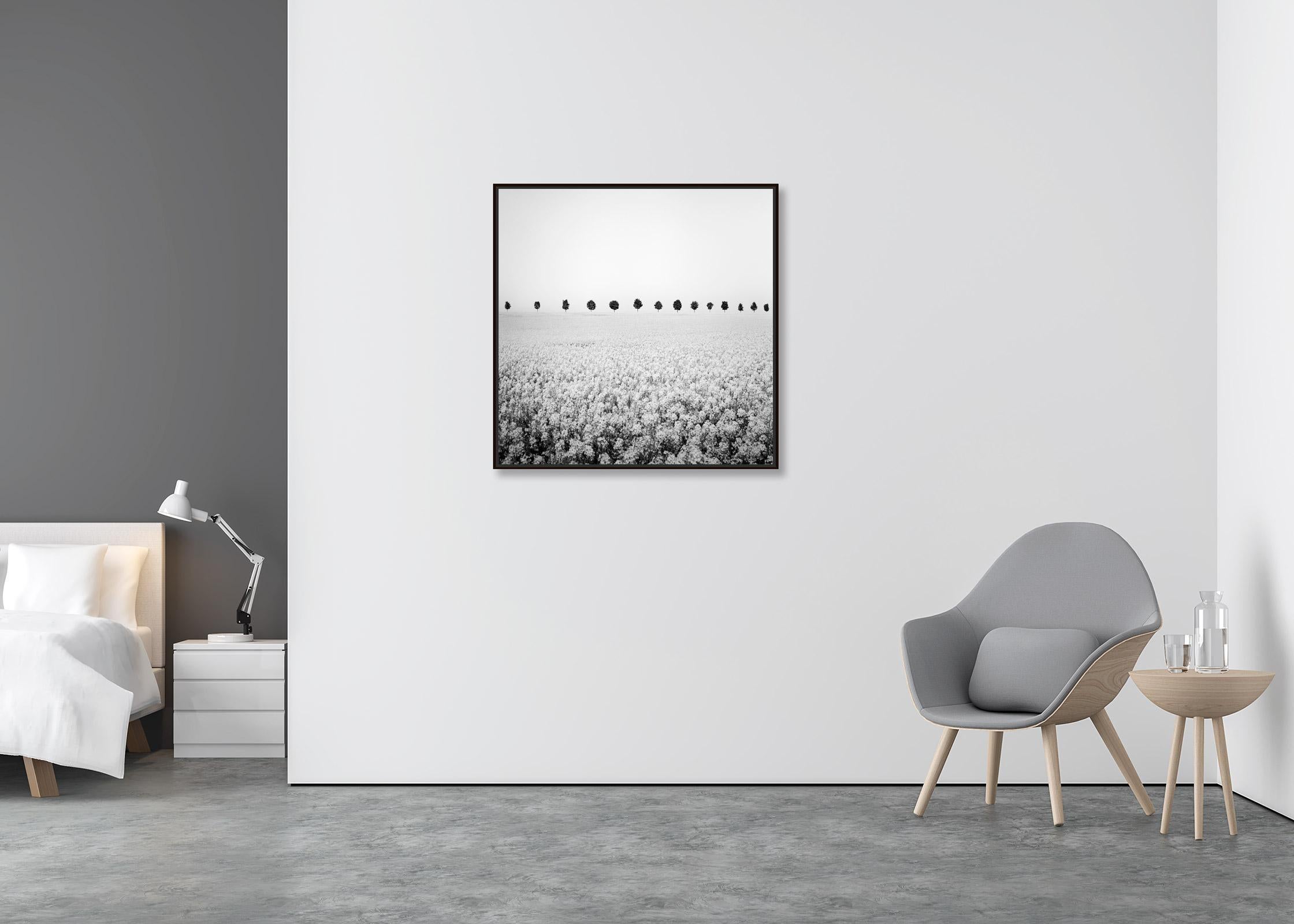 Brassica Napus, Tree Avenue, Rapeseed Field, black and white art photography - Contemporary Photograph by Gerald Berghammer
