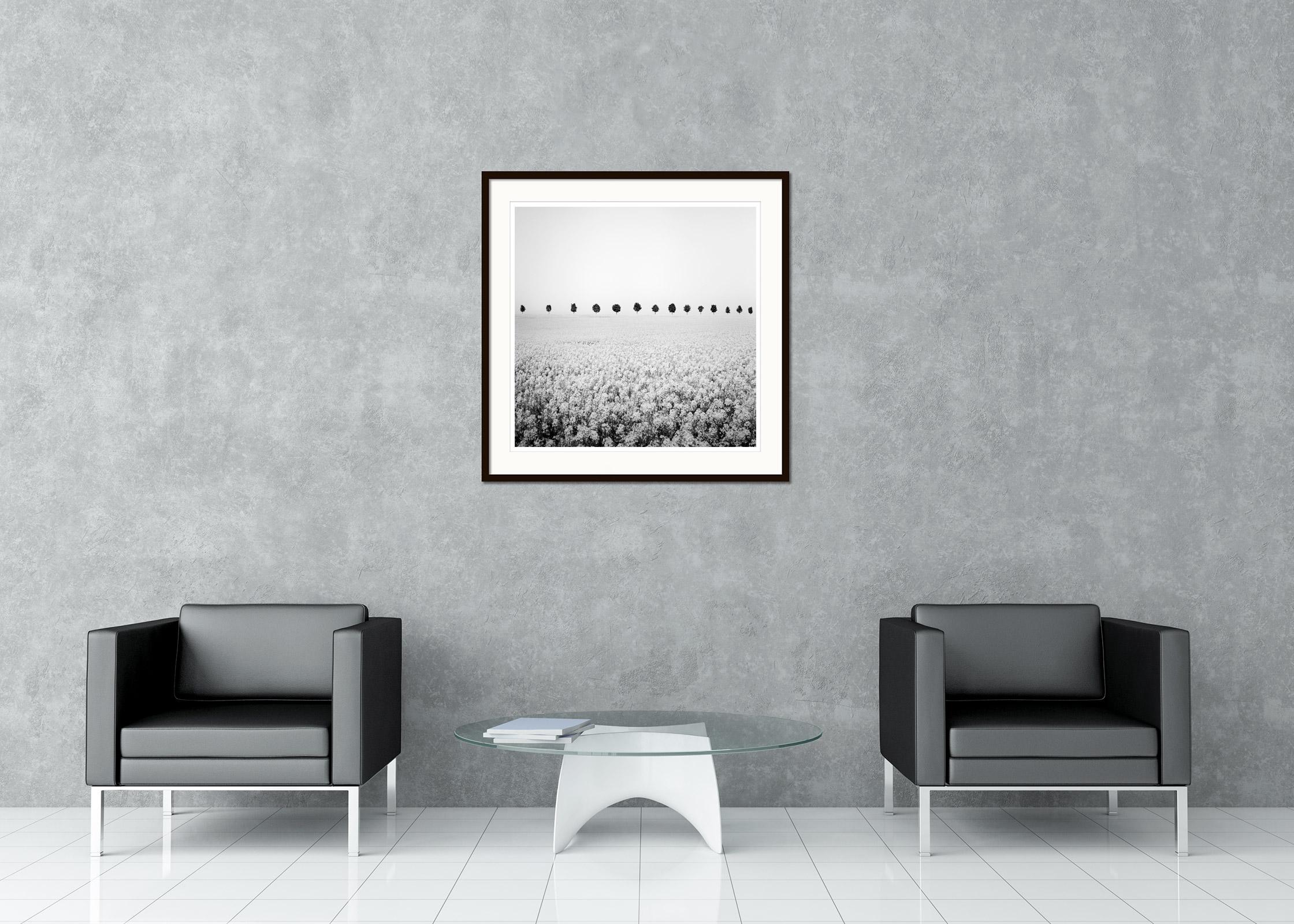 Photographie de paysage en noir et blanc. Rangée d'arbres dans un champ de colza, France. Épreuve à l'encre pigmentaire d'archives, édition de 9 exemplaires. Signée, titrée, datée et numérotée par l'artiste. Certificat d'authenticité inclus. Imprimé