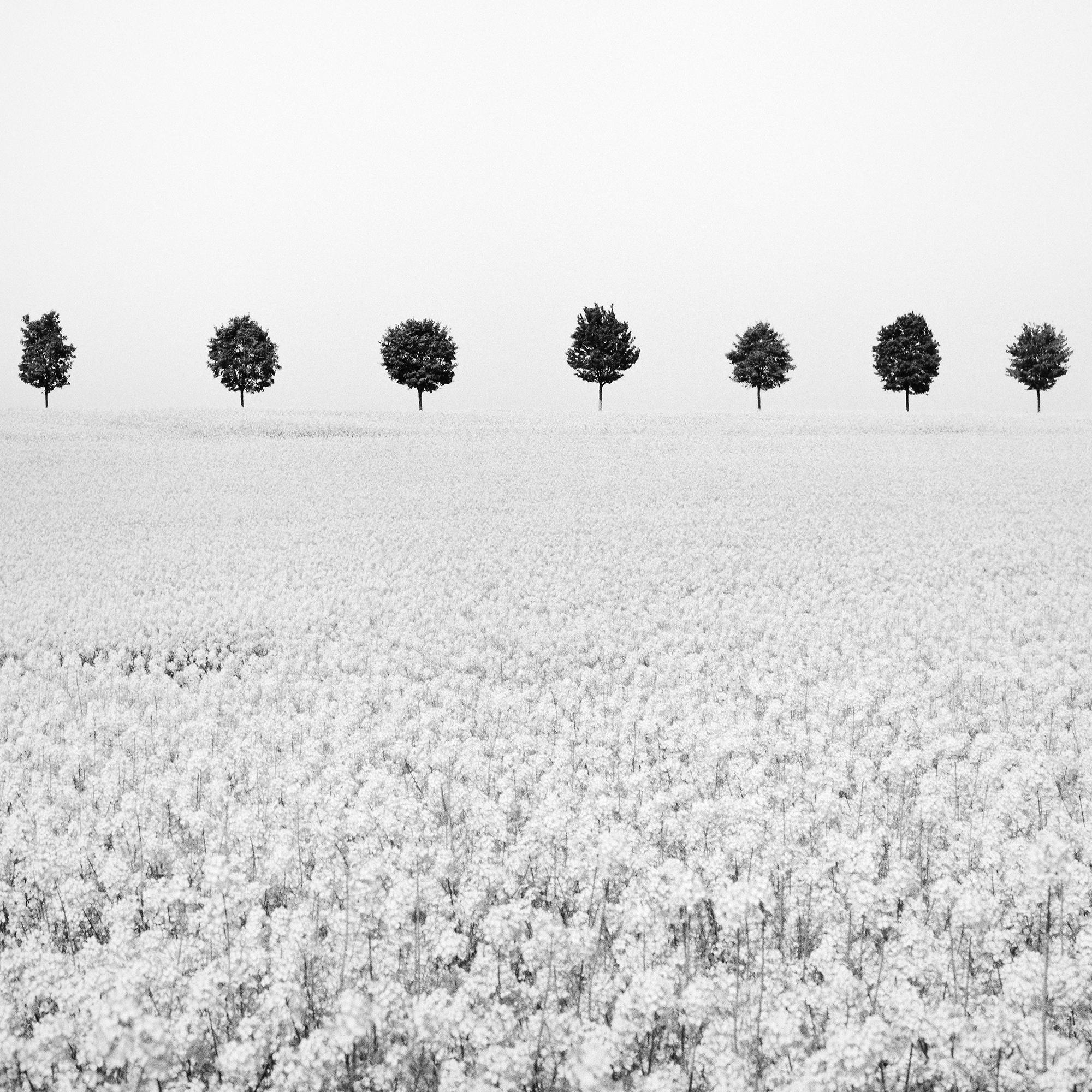 Brassica Napus, Tree Avenue, Rapeseed Field, black and white art photography For Sale 3