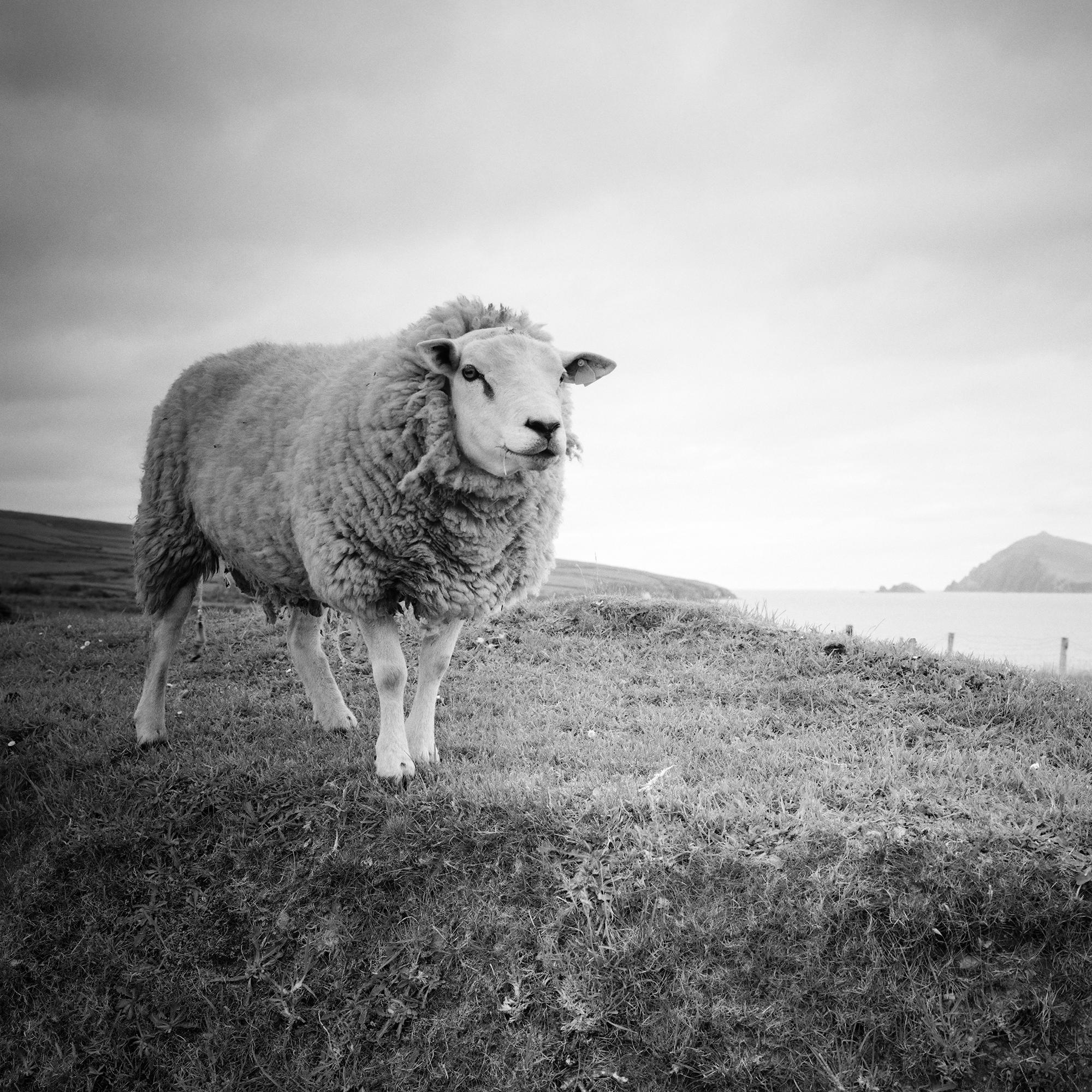 Bucky the Sheep, photographie en noir et blanc, paysage, édition limitée en vente 4