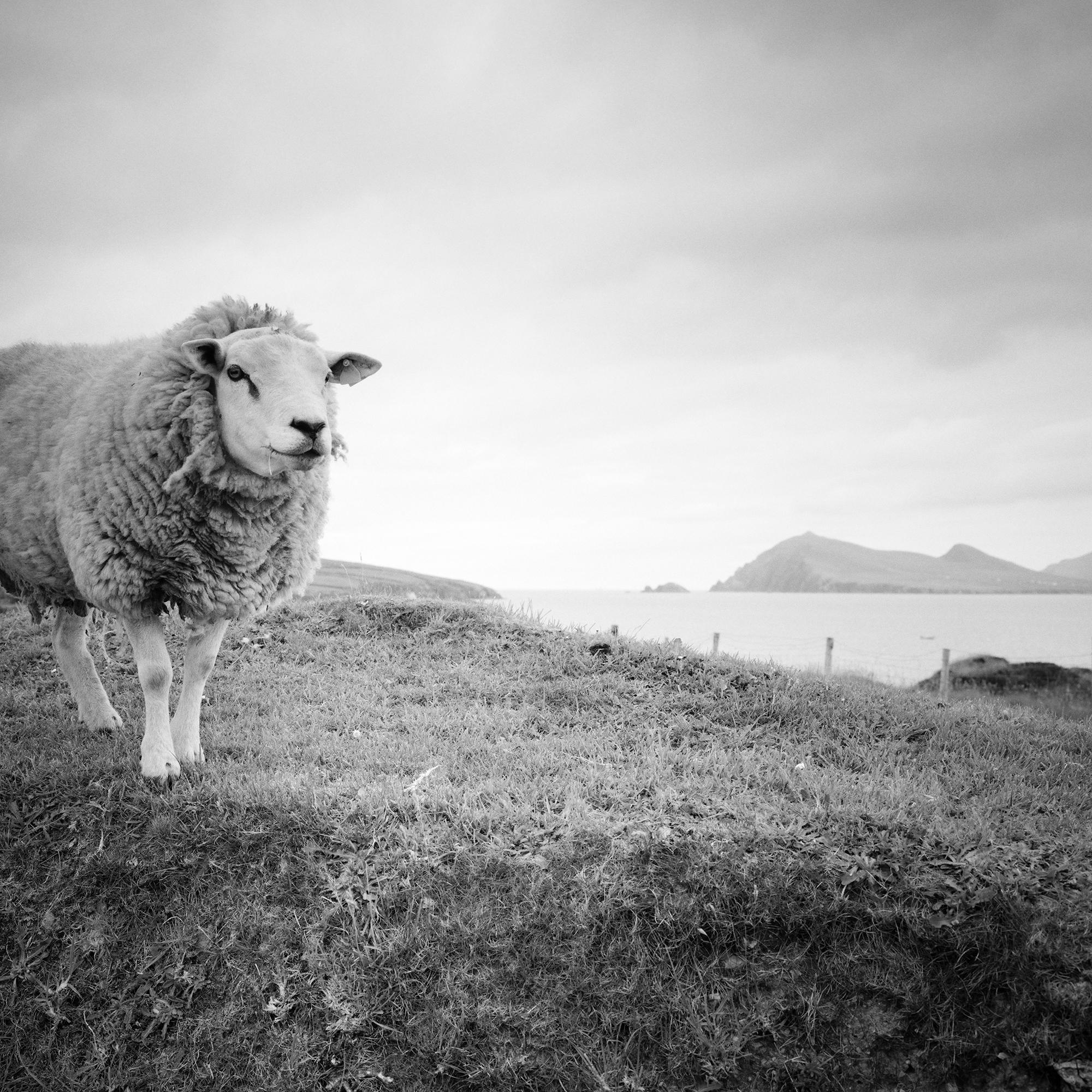 Bucky the Sheep, photographie en noir et blanc, paysage, édition limitée en vente 5