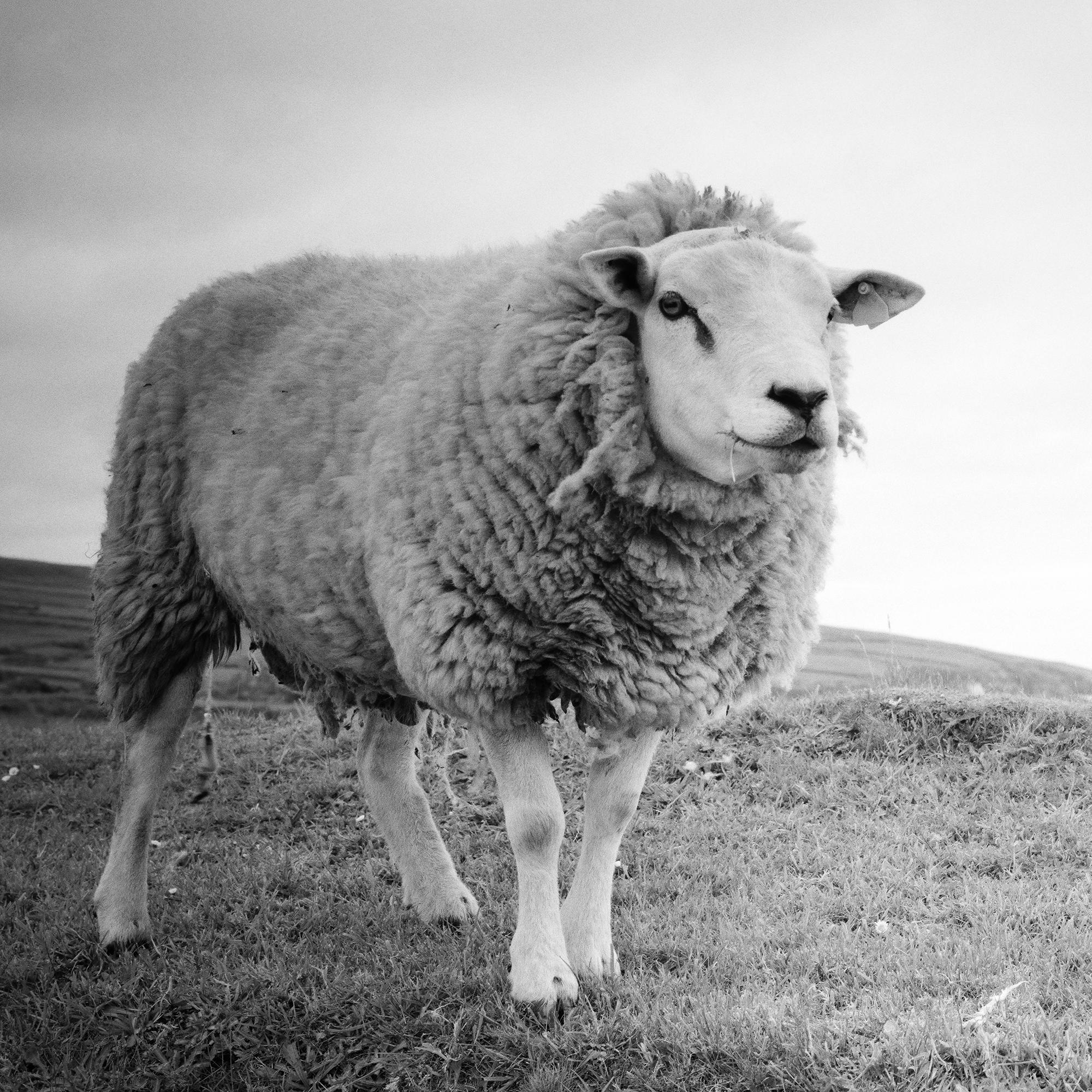 Bucky the Sheep, photographie en noir et blanc, paysage, édition limitée en vente 6