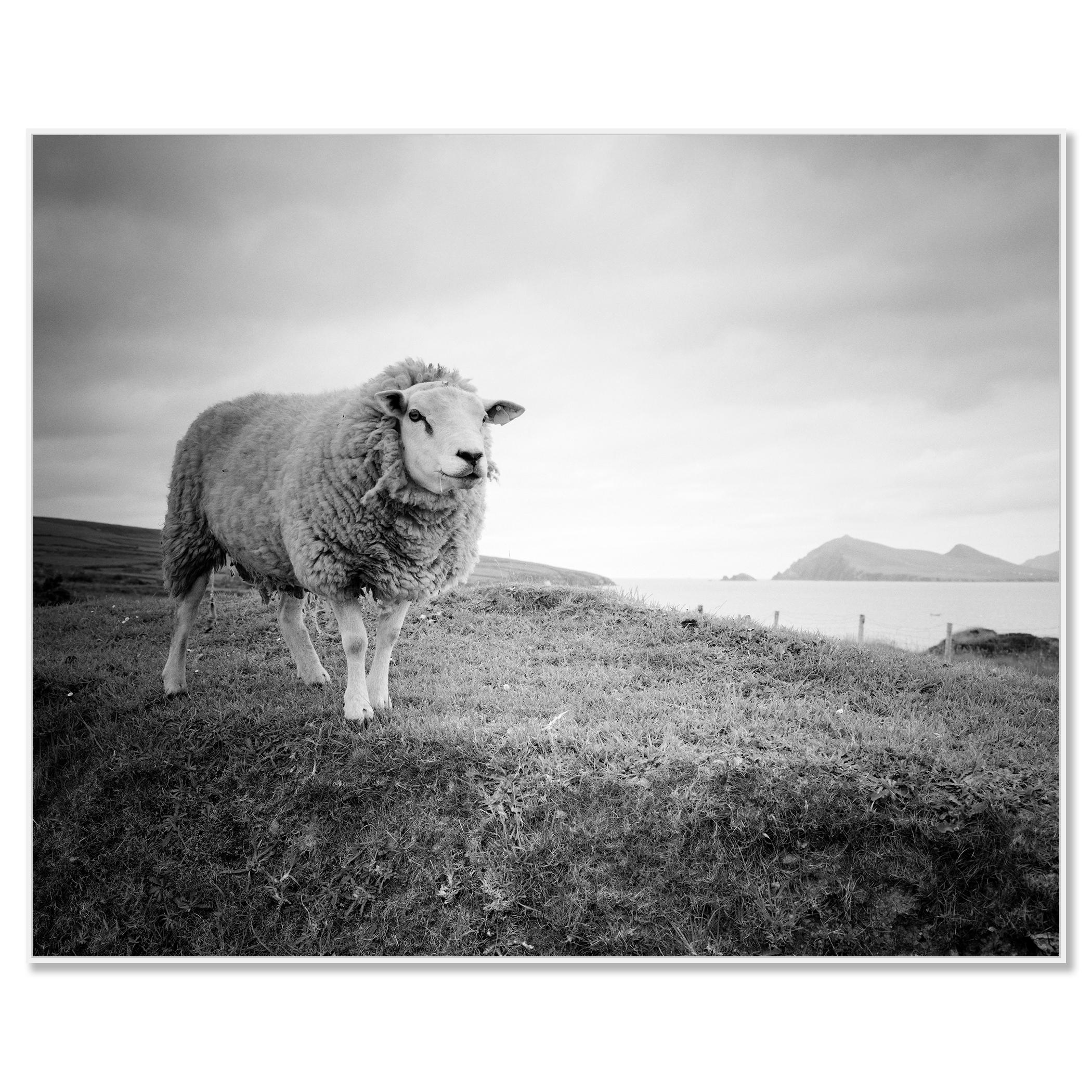 Bucky the Sheep, photographie en noir et blanc, paysage, édition limitée - Photograph de Gerald Berghammer