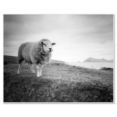 Bucky la pecora, fotografia in bianco e nero, paesaggio, edizione limitata