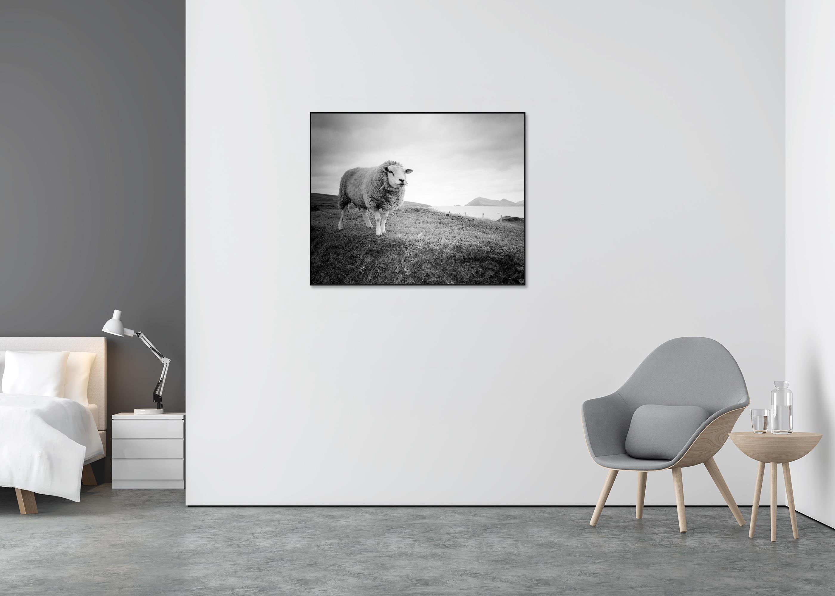 Bucky the Sheep, photographie en noir et blanc, paysage, édition limitée - Contemporain Photograph par Gerald Berghammer