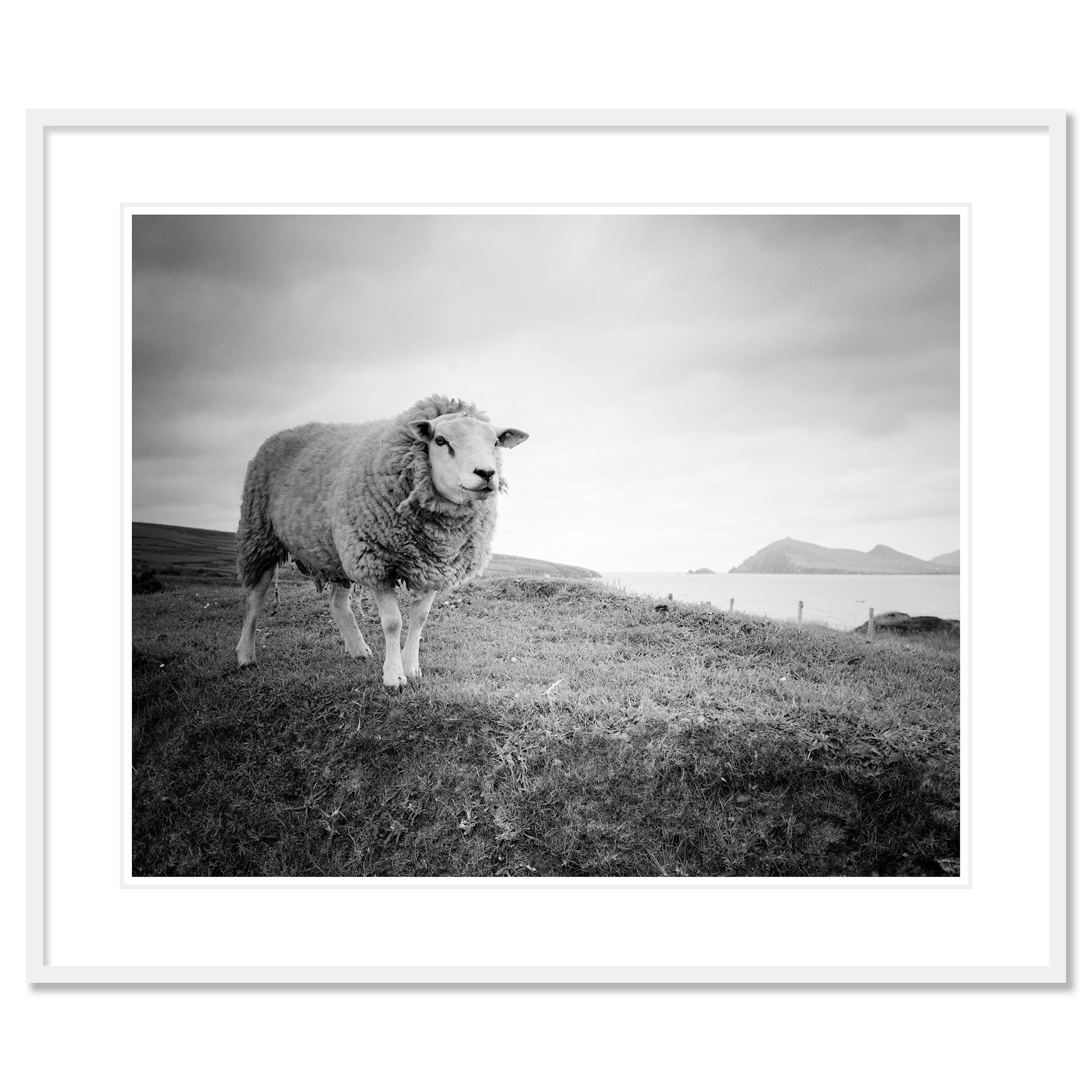 Bucky the Sheep, photographie en noir et blanc, paysage, édition limitée - Gris Landscape Photograph par Gerald Berghammer