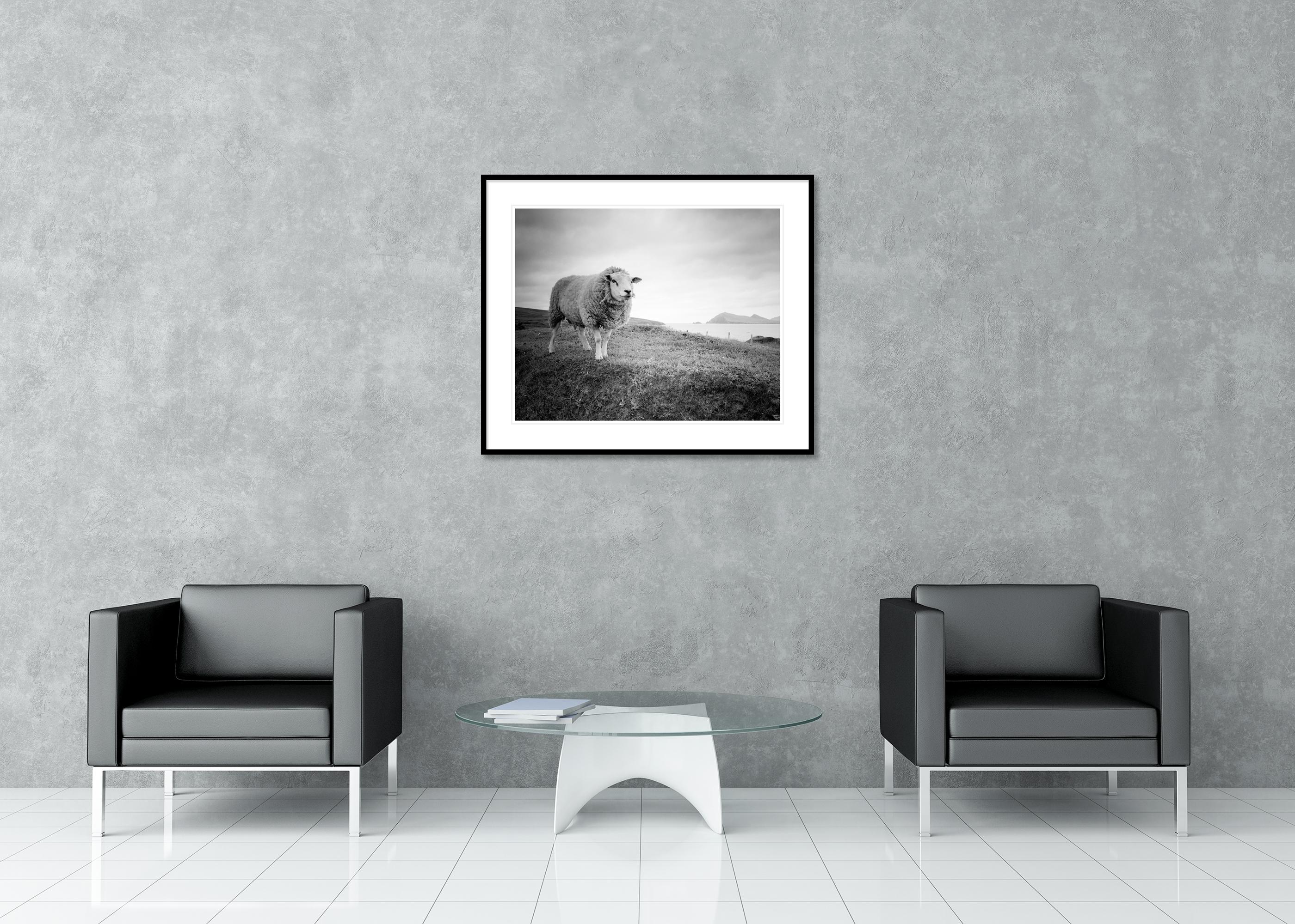Bucky the Sheep, photographie en noir et blanc, paysage, édition limitée en vente 1