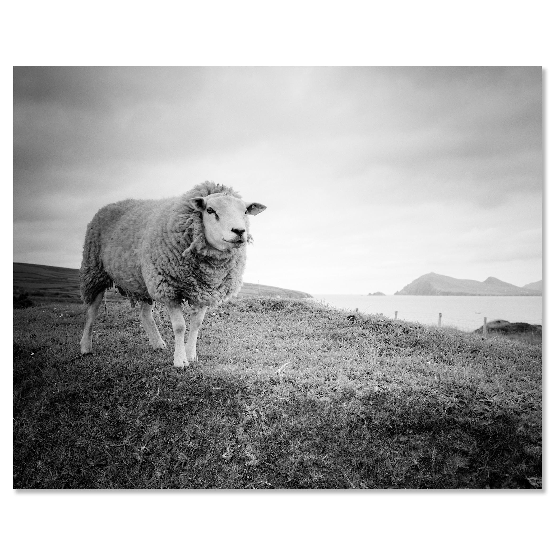 Bucky the Sheep, photographie en noir et blanc, paysage, édition limitée en vente 2