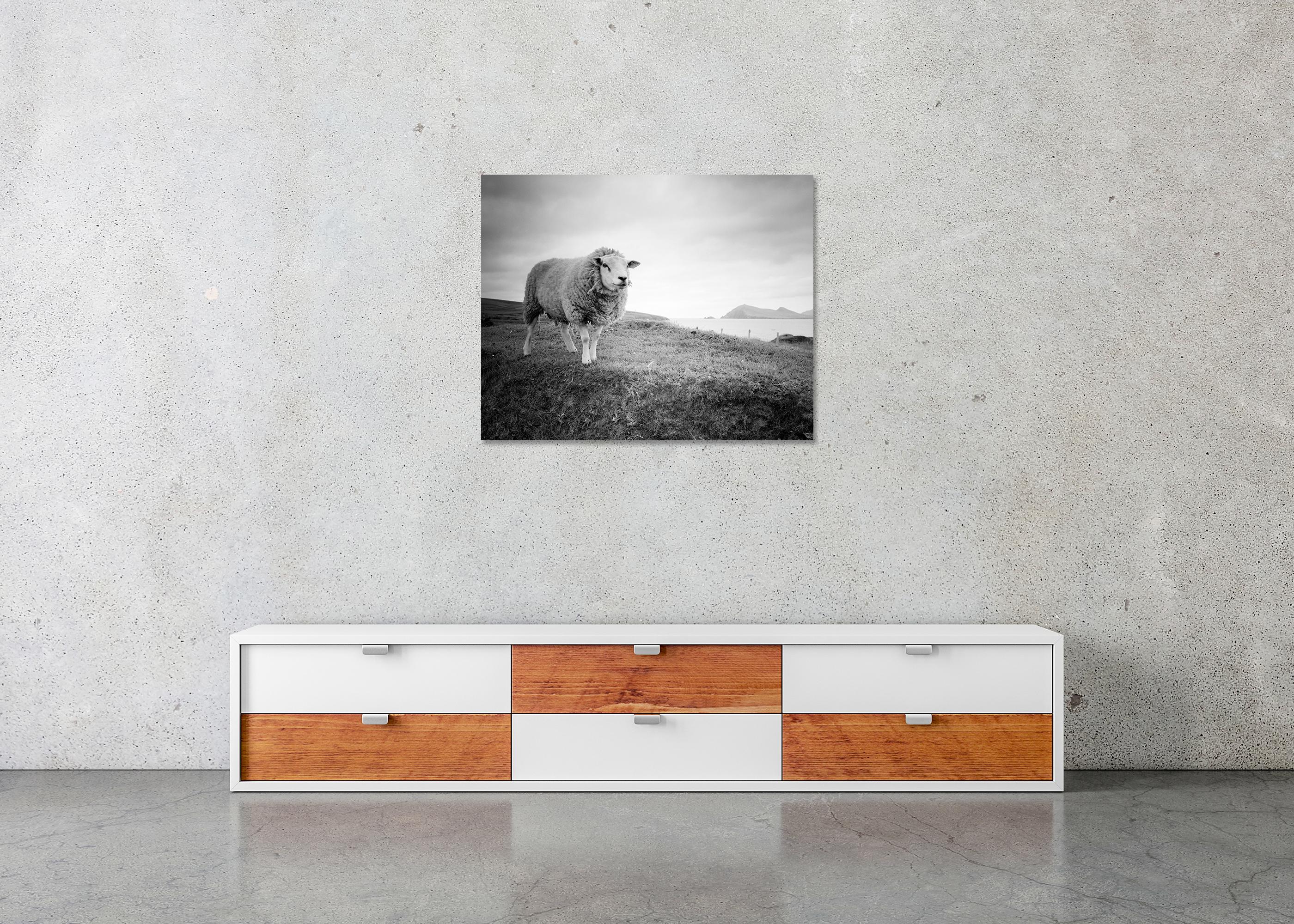 Bucky the Sheep, photographie en noir et blanc, paysage, édition limitée en vente 3
